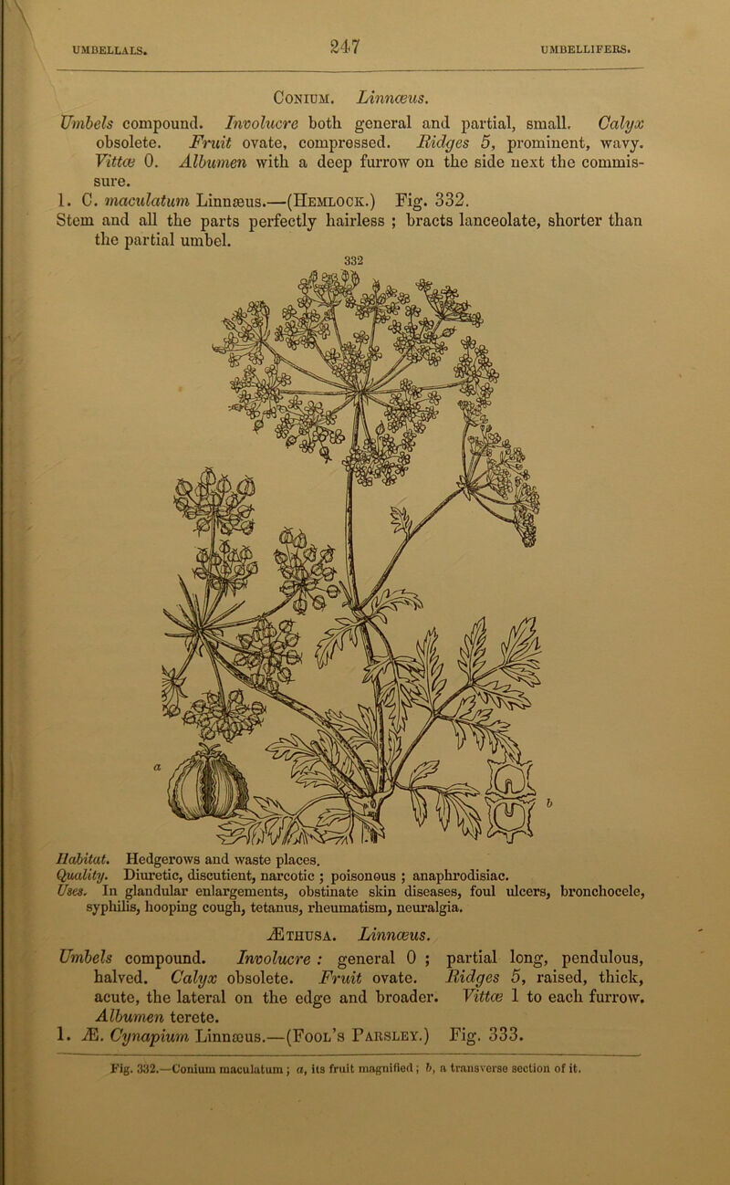 Conium. Linnceus. Umbels compound. Involucre both general and partial, small. Calyx obsolete. Fruit ovate, compressed. Ridges 5, prominent, wavy. Vittce 0. Albumen with a deep furrow on the side next the commis- sure. 1. C. maculatum Linnseus.—(Hemlock.) Fig. 332. Stem and all the parts perfectly hairless ; bracts lanceolate, shorter than the partial umbel. 332 Habitat. Hedgerows and waste places. Quality. Diuretic, discutient, narcotic ; poisonous ; anaphrodisiac. Uses. In glandular enlargements, obstinate skin diseases, foul ulcers, bronchocele, syphilis, hooping cough, tetanus, rheumatism, neuralgia. 2Ethusa. Linnaeus. Umbels compound. Involucre : general 0 ; partial long, pendulous, halved. Calyx obsolete. Fruit ovate. Ridges 5, raised, thick, acute, the lateral on the edge and broader. Vittce 1 to each furrow. Albumen terete. 1. 2E. Cynapium Linnaeus.—(Fool’s Parsley.) Fig. 333. Fig. 332.—Conium maculatum ; a, its fruit magnified; b, a transverse section of it.