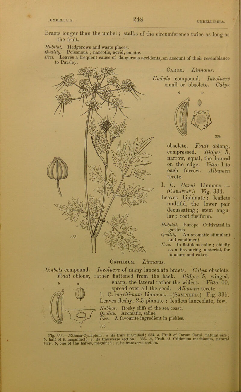 UMBELLIFERS. Bracts longer than the umbel ; stalks of the circumference twice as long as the fruit. Habitat. Hedgerows and waste places. Quality. Poisonous ; narcotic, acrid, emetic. Uses. Leaves a frequent cause oi dangerous accidents, on account of their resemblance to Parsley. Carum. Linnaeus. Umbels compound. Involucre small or obsolete. Calyx Crithmom. 334 obsolete. Fruit oblong, compressed. Ridges 5, narrow, equal, the lateral on the edge. Vittce 1 to each furrow. Albumen terete. 1. C. Carui Linnreus.— (Caraway.) Fig. 334. Leaves bipinnate; leaflets multifid, the lower pair decussating ; stem angu- lar ; root fusiform. Habitat. Europe. Cultivated in gardens. Quality. An aromatic stimulant and condiment. Uses. In flatulent colic ; chiefly as a flavouring material, for liqueurs and cakes. Linnaeus. Umbels Ft compound. •uit oblong, Involucre of many lanceolate bracts. Calyx obsolete, rather flattened from the back. Ridges 5, winged, sharp, the lateral rather the widest. Vittce 00, spread over all the seed. Albumen terete. 1. C. maritimum Linnaeus.—(Samphire.) Fig. 335. Leaves fleshy, 2-3 pinnate ; leaflets lanceolate, few. Habitat. Rocky cliffs of the sea coast. Quality. Aromatic, saline. Uses. A favourite ingredient in pickles. 335 \ Fig. 333.—JEtliusa Cynapium; a its fruit magnified; 334. a, Fruit of Carum Carui, natural size : b, half of it magnified ; c, its transverse section ; 335. a. Fruit of Critlimum maritimum, natural size ; 6, one of the halves, magnified ; c, its transverse section.