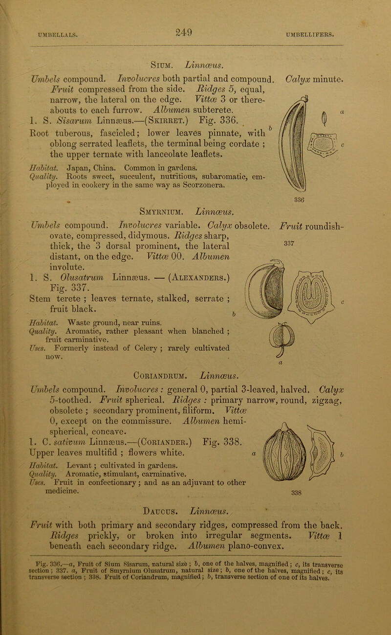 Sium. Linnaeus. Umbels compound. Involucres both partial and compound. Calyx minute. Fruit compressed from the side. Ridges 5, equal, narrow, the lateral on the edge. Vittce 3 or there- abouts to each furrow. Albumen suhterete. 1. S. Sisarum Linnseus.—(Skirret.) Fig. 336. Root tuberous, fascicled; lower leaves pinnate, with oblong serrated leaflets, the terminal being cordate ; the upper ternate with lanceolate leaflets. Habitat. Japan, China. Common in gardens. Quality. Roots sweet, succulent, nutritious, subaromatic, em- ployed in cookery in the same way as Scorzonera. Fruit roundish- 337 Smyrnium. Linnaeus. Umbels compound. Involucres variable. Calyx obsolete, ovate, compressed, didymous. Ridges sharp, thick, the 3 dorsal prominent, the lateral distant, on the edge. Vittce 00. Albumen involute. 1. S. Olusatrum Linnmus. — (Alexanders.) Fig. 337. Stem terete ; leaves ternate, stalked, serrate ; fruit black. b Habitat. Waste ground, near ruins. Quality. Aromatic, rather pleasant when blanched ; fruit carminative. Uses. Formerly instead of Celery ; rarely cultivated now. Coriandrum. Linnaeus. Umbels compound. Involucres : general 0, partial 3-leaved, halved. Calyx 5-toothed. Fruit spherical. Ridges : primary narrow, round, zigzag, obsolete ; secondary prominent, filiform. Vittce 0, except on the commissure. Albumen hemi- spherical, concave. 1. C. sativum Linnaeus.—(Coriander.) Fig. 338. Upper leaves multifid ; flowers white. a Habitat. Levant; cultivated in gardens. Quality. Aromatic, stimulant, carminative. Uses. Fruit in confectionary ; and as an adjuvant to other medicine. 338 Daucus. Linnaeus. Fruit with both primary and secondary ridges, compressed from the back. Ridges prickly, or broken into irregular segments. Vittce 1 beneath each secondary ridge. Albumen plano-convex. Fig. 33G.—a, Fruit of Sium Sisarum, natural size ; b, one of the halves, magnified ; c, its transverse section; 337. a, Fruit of Smyrnium Olusatrum, natural size; b, one of the halves, magnified; c, its transverse section ; 338. Fruit of Coriandrum, magnified; b, transverse section of one of its halves.