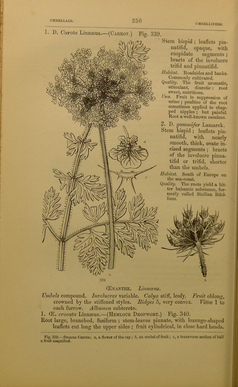 UMBELL1FERS. 1. D. Carota Linnaeus.—(Carrot.) Fig. 339. Stem hispid ; leaflets pin- natifid, opaque, with cuspidate segments ; bracts of the involucre trifid and pinnatifid. Habitat. Roadsides and banks. Commonly cultivated. Quality. The fruit aromatic, stimulant, diuretic: root sweet, nutritious. Uses. Fruit in suppression of urine ; poultice of the root sometimes applied to chap- ped nipples; but painful. Root a well-known esculent. 2. D. gummifer Lamarck. Stem hispid ; leaflets pin- natifid, with nearly smooth, thick, ovate in- cised segments ; bracts of the involucre pinna- tifid or trifid, shorter than the umbels. Habitat. South of Europe on the sea-coast. Quality. The roots yield a bit- ter balsamic substance, for- merly called Sicilian Bdel- lium. 339 CE nan the. Linnaeus. Umbels compound. Involucres variable. Calyx stiff, leafy. Fruit oblong, crowned by the stiffened styles. Riclges 5, very convex. Vittas 1 to each furrow. Albumen subterete. 1. (E. crocata Linnreus.—(Hemlock Dropwort.) Fig. 340. Root large, branched, fusiform ; stem-leaves pinnate, with lozenge-shaped leaflets cut long the upper sides ; fruit cylindrical, in close hard heads. Fig. 339.—Caucus Carota; a, a flower of the ray ; 6, an umbel of fruit; c, a transverse section of half a fruit magnified.