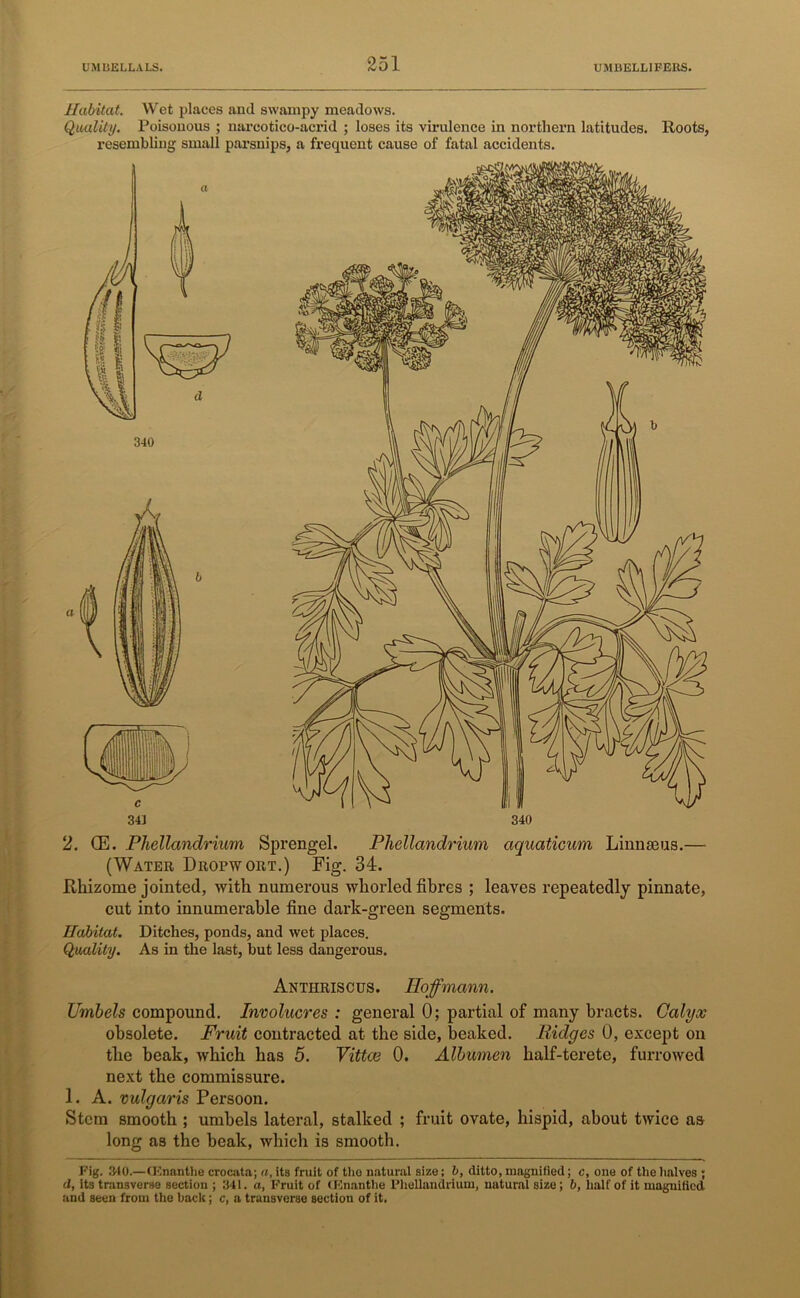 Habitat. Wet places and swampy meadows. Quality. Poisonous ; narcotico-acrid ; loses its virulence in northern latitudes. Roots, resembling small parsnips, a frequent cause of fatal accidents. 2. (E. Phellandrium Sprengel. Phellandrium aquaticum Linnaeus.— (Water Dropwort.) Fig. 34. Rhizome jointed, with numerous whorled fibres ; leaves repeatedly pinnate, cut into innumerable fine dark-green segments. Habitat. Ditches, ponds, and wet places. Quality. As in the last, but less dangerous. Antiiriscus. Hoffmann. Umbels compound. Involucres : general 0; partial of many bracts. Calyx obsolete. Fruit contracted at the side, beaked. Ridges 0, except on the beak, which has 5. Vittce 0. Albumen half-terete, furrowed next the commissure. 1. A. vulgaris Persoon. Stem smooth ; umbels lateral, stalked ; fruit ovate, hispid, about twice as long as the beak, which is smooth. Fig. 340.—CKnantlie crocata; a, its fruit of the natural size; b, ditto, magnified; c, one of the halves ; d, it3 transverse section ; 341. a, Fruit of (Fnanthe Phellandrium, natural size ; b, half of it magnified and seen from the hack; c, a transverse section of it.