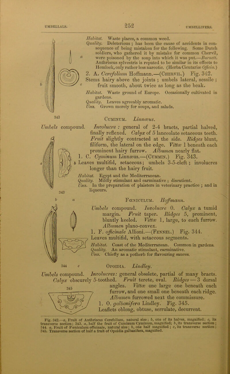 Habitat. Waste places, a common weed. Quality. Deleterious ; has been the cause of accidents in con- sequence of being mistaken for the following. Some Dutch soldiers, who gathered it by mistake for common Chervil, were poisoned by the soup into which it was put.—Burnett. Anthriscus sylvestris is reputed to be similar in its effects to Hemlock, only rather less narcotic. (Herba Cicutariai Officin.) 2. A. Cerefolium Hoffmann.—(Chervil.) Fig. 342. Stems hairy above the joints ; umbels lateral, sessile ; fruit smooth, about twice as long as the beak. Habitat. Waste ground of Europe. Occasionally cultivated in gardens. Quality. Leaves agreeably aromatic. Uses. Grown merely for soups, and salads. Cuminum. Linnaeus. Umbels compound. Involucre : general of 2-4 bracts, partial halved, finally reflexed. Calyx of 5 lanceolate setaceous teeth. Fruit slightly contracted at the side. Ridges blunt, filiform, the lateral on the edge. Vittce 1 beneath each prominent hairy furrow. Albumen nearly flat. C. Cyminum Linnaeus.—(Cummin.) Fig. 343. Leaves multifid, setaceous; umbels 3-5-cleft ; involucres longer than the hairy fruit. Habitat. Egypt and the Mediterranean. Quality. Mildly stimulant and carminative ; discutient. Uses. In the preparation of plaisters in veterinary practice ; and in liqueurs. 1. Fceniculum. Hoffmann. Umbels compound. Involucre 0. Calyx a tumid margin. Fruit taper. Ridges 5, prominent, bluntly keeled. Vittce 1, large, to each furrow. Albumen plano-convex. 1. F. officinale Allioni.—(Fennel.) Fig. 344. Leaves multifid, with setaceous segments. Habitat. Coast of the Mediterranean. Common in gardens. Quality. An aromatic stimulant, carminative. Uses. Chiefly as a potherb for flavouring sauces. Opoidia. Lindley. Umbels compound. Involucres: general obsolete, partial of many bracts. Calyx obscurely 5-toothed. Fruit terete, oval. Ridges = 3 dorsal angles. Vittce one large one beneath each furrow, and one small one beneath each ridge. Albumen furrowed next the commissure. 1. 0. galbanifera Lindley. Fig. 345. Leaflets oblong, obtuse, serrulate, decurrent. Fig. 342.—a, Fruit of Anthriscus Cerefolium, natural size; b, one of its halves, magnified; c, its transverse section; 343. a, half the fruit of Cuminum Cyminum, magnified; b, its transverse section; 344. a. Fruit of Fceniculum officinale, natural size; b, one half magnified ; c, its transverse section ; 345. Transverse section of half a fruit of Opoidia galbanifera, magnified.