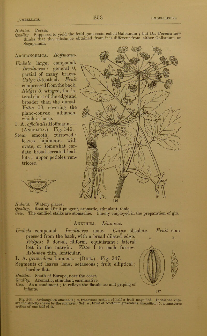 Habitat. Persia. Quality. Supposed to yield the fetid gum-resin called Galbanum ; but Dr. Pereira now tlii'nks that the substance obtained from it is different from either Galbanum or Sagapenum. Archangelica. Hoffmann. Umbels large, compound. Involucres : general 0, partial of many bracts. Calyx 5-tootlied. Fruit compressed from the back. Ridges 5, winged, the la- teral short of the edge and broader than the dorsal. Vittce 00, covering the plano-convex albumen, which is loose. A. offcinalis Hoffmann.— (Angelica.) Fig. 346. Stem smooth, furrowed ; leaves bipinnate, with ovate, or somewhat cor- date broad serrated leaf- lets ; upper petioles ven- tricose. 1 346 Habitat. Watery places. Quality. Root and fruit pungent, aromatic, stimulant, tonic. Uses. The candied stalks are stomachic. Chiefly employed in the preparation of gin. Anethum. Linnceus. Umbels compound. Involucres none. Calyx obsolete, pressed from the back, with a broad dilated edge. Ridges: 3 dorsal, filiform, equidistant ; lateral lo3t in the margin. Vittce 1 to each furrow. Albumen thin, lenticular. 1. A. graveolens Linnseus.—(Dill.) Fig. 347. Segments of leaves long, setaceous ; fruit elliptical; border flat. Habitat. South of Europe, near the coast. Quality. Aromatic, stimulant, carminative. Uses. As a condiment; to relieve the flatulence and griping of infants. Fruit com- 6 347 Fig. 346.—Archangelica officinalis; a, transverse section of half a fruit magnified. In this the vittce are indistinctly shewn by the engraver; 347. a. Fruit of Anethum graveolens, magnified ; b, a transverse section of one half of it.