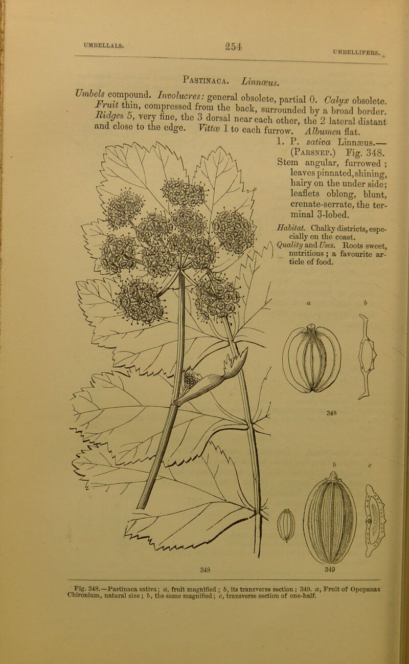 UMBELMFERS. Pastinaca. Linnaeus. Umb%°T?wnnd‘ Imolua:es'- S™™1 obsolcte- partial 0. Calyx obsolete. C°TeS?id *5°? th back’ surroim4ed by a broad border. fSlni’+r+7 16 T7d0rsn ncar each other, the 2 lateral distant and close to the edge. Vittce 1 to each furrow. Albumen flat. s/\, 1* P- saliva Linnaeus.— \) \ (Parsnep.) Fig. 348. Stem angular, furrowed ; leaves pinnated,shining, hairy on the under side; leaflets oblong, blunt, crenate-serrate, the ter- minal 3-lobed. Habitat. Chalky districts, espe- cially oil the coast. f\ Quality and Uses. Roots sweet, | nutritious; a favourite ar- ticle of food. Fig. 348.—Pastinaca sativa; a, fruit magnified ; b, its transverse section ; 349. a, Fruit of Opopanax Chironium, natural size; b, the same magnified; c, transverse section of one-half.