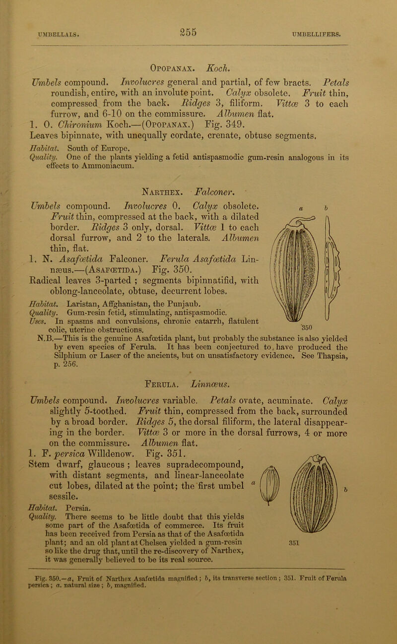 Opopanax. Koch. Umbels compound. Involucres general and partial, of few bracts. Petals roundish, entire, with an involute point. Calyx obsolete. Fruit thin, compressed from the back. Ridges 3, filiform. Vittce 3 to each furrow, and 6-10 on the commissure. Albumen flat. 1. 0. Chironium Koch.—(Opopanax.) Fig. 349. Leaves bipinnate, with unequally cordate, crenate, obtuse segments. Habitat. South of Europe. Quality. One of the plants yielding a fetid antispasmodic gum-resin analogous in its effects to Ammoniacum. Narthex. Falconer. Umbels compound. Involucres 0. Calyx obsolete. Fruit thin, compressed at the hack, with a dilated border. Ridges 3 only, dorsal. Vittce 1 to each dorsal furrow, and 2 to the laterals. Albumen thin, flat. 1. N. Asafoetida Falconer. Ferula Asafoetida Lin- nteus.—(Asaf<etida.) Fig. 350. Radical leaves 3-parted ; segments bipinnatifid, with oblong-lanceolate, obtuse, decurrent lobes. Habitat. Laristan, Affghanistan, the Punjaub. Quality. Gum-resin fetid, stimulating, antispasmodic. Uses. In spasms and convulsions, chronic catarrh, flatulent colic, uterine obstructions. N.B.—This is the genuine Asafoetida plant, but probably the substance is also yielded by even species of Ferula. It has been conjectured to. have produced the Silpliium or Laser of the ancients, but on unsatisfactory evidence. See Thapsia, p. 256. Ferula. Linnaeus. Umbels compound. Involucres variable. Petals ovate, acuminate. Calyx slightly 5-toothed. Fruit thin, compressed from the back, surrounded by a broad border. Ridges 5, the dorsal filiform, the lateral disappear- ing in the border. Vittce 3 or more in the dorsal furrows, 4 or more on the commissure. Albumen flat. 1. F. persica Willdenow. Fig. 351. Stem dwarf, glaucous ; leaves supradecompound, with distant segments, and linear-lanceolate cut lobes, dilated at the point; the first umbel sessile. Habitat. Persia. Quality. There seems to be little doubt that this yields some part of the Asafoetida of commerce. Its fruit has been received from Persia as that of the Asafoetida plant; and an old plant at Chelsea yielded a gum-resin so like the drug that, until the re-discovery of Narthex, it was generally believed to be its real source. Fig. 350.—a, Fruit of Narthex Asafoetida magnified; 6, its transverse section ; 351. Fruit of Ferula persica; a. natural size ; b, magnified.
