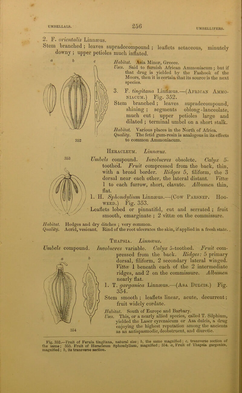 UMLSELLIFERS. 2. F. orientalis Linnaeus. btem branched ; leaves supradecompound ; leaflets setaceous, minutely downy ; upper petioles much inflated. a b c 352 Habitat. Asia Minor, Greece. Vues. Said to furnish African Ammoniacum; but if that drug is yielded by the Fashook of the Moors, then it is certain that its source is the next species. 3. F. tingitana Linrfaeus.—(African Ammo- niacum.) Fig. 352. Stem branched; leaves supradecompound, shining ; segments oblong-lanceolate, much cut ; upper petioles large and dilated ; terminal umbel on a short stalk. Habitat. Various places in the North of Africa. Quality. The fetid gum-resin is analogous in its effects to common Ammoniacum. Heracleuh. Linnaeus. 353 Umbels compound. Involucres obsolete. Calyx 5- toothed. Fruit compressed from the back, thin, with a broad border. Ridges 5, filiform, the 3 dorsal near each other, the lateral distant. Vittce 1 to each furrow, short, clavate. Albumen thin, flat. 1. LI. Sphondylium Linnaeus.—(Cow Parsnep. IIog- weed.) Fig. 353. Leaflets lobed or pinnatifid, cut and serrated ; fruit smooth, emarginate ; 2 vittae on the commissure. Habitat. Hedges and dry ditches ; very common. Quality. Acrid, vesicant. Rind of the root ulcerates the skin, if applied in a fresh state. Umbels compound. Thapsia. Linnaeus. Involucres variable. Calyx 5-toothed. Fruit com- pressed from the back. Ridges: 5 primary dorsal, filiform, 2 secondary lateral winged. Vittce I beneath each of the 2 intermediate ridges, and 2 on the commissure. Albumen nearly flat. 1. T. garganica Linnaeus.—(Asa Dulcis.) Fig. 354. Stem smooth ; leaflets linear, acute, decurrent; fruit widely cordate. Habitat. South of Europe and Barbary. Uses. This, or a nearly allied species, called T. Silphium, yielded the Laser cyrenaicum or Asa dulcis, a drug enjoying the highest reputation among the ancients as an antispasmodic, deobstruent, and diuretic. Fig. 352.—Fruit of Ferula tingitana, natural size; b, the same magnified; c, transverse section of the same; 353. Fruit of Heracleum Sphondylium, magnified; 354. a, Fruit of 'Ihnpsia garganica, magnified; 6, its transverse section.