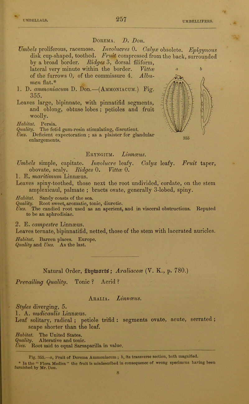 Dorema. B. Don. Umbels proliferous, racemose. Involucres 0. Calyx obsolete. Epigynous disk cup-shaped, toothed. Fruit compressed from the back, surrounded by a broad border. Ridges 3, dorsal filiform, lateral very minute within the border. Vittce « & of the furrows 0, of the commissure 4. Albu- men flat.* * 1. D. ammoniacum D. Don.—(Ammoniacum.) Fig. 355. Leaves large, bipinnate, with pinnatifid segments, and oblong, obtuse lobes ; petioles and fruit woolly. Habitat. Persia. Quality. The fetid gum-resin stimulating, discutient. Uses. Deficient expectoration ; as a plaister for glandular enlargements. Eryngium. Linnaeus. Umbels simple, capitate. Involucre leafy. Calyx leafy. Fruit taper, obovate, scaly. Ridges 0. Vittce 0. 1. E. maritimum Linnaeus. Leaves spiny-toothed, those next the root undivided, cordate, on the stem amplexicaul, palmate ; bracts ovate, generally 3-lobed, spiny. Habitat. Sandy coasts of the sea. Quality. Root sweet, aromatic, tonic, diuretic. Uses. The candied root used as an aperient, and in visceral obstructions. Reputed to be an aphrodisiac. 2. E. campestre Linnaeus. Leaves ternate, bipinnatifid, netted, those of the stem with lacerated auricles. Habitat. Barren places. Europe. Quality and Uses. As the last. Natural Order, JEbyfcoorbS; Araliacece (Y. K., p. 780.) Prevailing Quality. Tonic ? Acrid ? Aralia. Linnceus. Styles diverging, 5. 1. A. nudicaulis Linnaeus. Leaf solitary, radical ; petiole trifid : segments ovate, acute, serrated ; scape shorter than the leaf. Habitat. The United States. Quality. Alterative and tonic. Uses. Root said to equal Sarsaparilla in value. Fig. 355.—a, Fruit of Dorema Ammoniacum ; b, its transverse section, both magnified. * In the “ Flora Medica” the fruit is misdescribed in consequence of wrong specimens having been furnished by Mr. Don. S