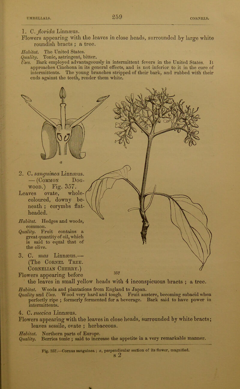 1. C. jlorida Linnaeus. Flowers appearing with the leaves in close heads, surrounded by large white roundish bracts ; a tree. Habitat. The United States. Quality. Tonic, astringent, bitter. Uses. Bark employed advantageously in intermittent fevers in the United States. It approaches Cinchona in its general effects, and is not inferior to it in the cure of intermittents. The young branches stripped of their bark, and rabbed with their ends against the teeth, render them white. 2. C. sanguineci Linnaeus. — (Common Dog- wood.) Fig. 357. Leaves ovate, whole- coloured, downy be- neath ; corymbs flat- headed. Habitat. Hedges and woods, common. Quality. Fruit contains a great quantity of oil, which is said to equal that of the olive. 3. C. mas Linnaeus.— (The Cornel Tree. Cornelian Cherry.) Flowers appearing before the leaves in small yellow heads with 4 inconspicuous bracts ; a tree. Habitat. Woods and plantations from England to Japan. Quality and Uses. Wood very hard and tough. Fruit austere, becoming subacid when perfectly ripe ; formerly fermented for a beverage. Bark said to have power in intermittents. 357 4. C. suecica Linnaeus. Flowers appearing with the leaves in close heads, surrounded by white bracts; leaves sessile, ovate ; herbaceous. Habitat. Northern parts of Europe. Quality. Berries tonic ; said to increase the appetite in a very remarkable manner. Fie. 357.—Cornus sanguinea ; a, perpendicular section of its flower, magnified. s 2