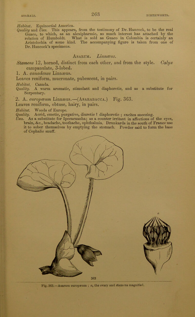 Habitat. Equinoctial America. Quality and Uses. This appears, from the testimony of Dr. Hancock, to be the real Guaco, to which, as an alexipharmic, so much interest has attached by the relation of Humboldt. What is sold as Guaco in Colombia is certainly an Aristolochia of some kind. The accompanying figure is taken from one of Dr. Hancock’s specimens. Asarum. Linnaeus. Stamens 12, horned, distinct from each other, and from the style. Calyx campauulate, 3-lobed. 1. A. canadense Linnaeus. Leaves reniform, mucronate, pubescent, in pairs. Habitat. Canada. Quality. A warm aromatic, stimulant and diaphoretic, and as a substitute for Serpentary. 2. A. europceum Linnaeus.—(Asarabacca.) Fig. 363. Leaves reniform, obtuse, hairy, in pairs. Habitat. Woods of Europe. Quality. Acrid, emetic, purgative, diuretic ? diaphoretic ; excites sneezing. Uses. As a substitute for Ipecacuanha; as a counter irritant in affections of the eyes, brain, &c., headache, toothache, ophthalmia. Drunkards in the south of France use it to sober themselves by emptying the stomach. Powder said to form the base of Cephalic snuff. a Fig. 363.—Asarum europacum ; a, the ovary and stamonB magnified