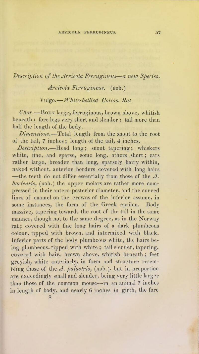 Description of the Arvicola Ferrugineus—a new Species. Arvicola Ferrugineus. (nob.) Vulgo.— White-bellied Cotton Rat. Char.—Body large, ferruginous, brown above, whitish beneath ; fore legs very short and slender ; tail more than half the length of the body. Dimensions.—Total length from the snout to the root of the tail, 7 inches ; length of the tail, 4 inches. Description.—Head long; snout tapering; whiskers white, fine, and sparse, some long, others short; ears rather large, broader than long, sparsely hairy within, naked without, anterior borders covered with long hairs —the teeth do not differ essentially from those of the Jl. hortensis, (nob.) the upper molars are rather more com- pressed in their antero-posterior diameter, and the curved lines of enamel on the crowns of the inferior assume, in some instances, the form of the Greek epsilon. Body massive, tapering towards the root of the tail in the same manner, though not to the same degree, as in the Norway rat; covered with fine long hairs of a dark plumbeous colour, tipped with brown, and intermixed with black. Inferior parts of the body plumbeous white, the hairs be- ing plumbeous, tipped with white ; tail slender, tapering, covered with hair, brown above, whitish beneath ; feet greyish, white anteriorly, in form and structure resem- bling those of the Jl. palustris, (nob.), but in proportion are exceedingly small and slender, being very little larger than those of the common mouse—in an animal 7 inches in length of body, and nearly 6 inches in girth, the fore 8