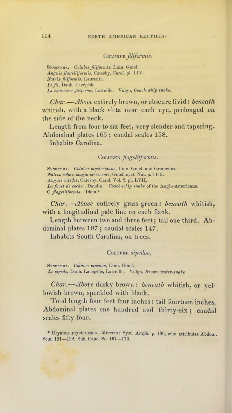 Coluber filiformis. Synonyma. Coluber Jilifonnis, Linn. Gmel. Anguis Jlagelliformis, Catesby, Carol, pi. LIV. Natrix Jiliformis, Laurenti. Le Jil, Daub. Lacepdde. La couleuvre Jiliforme, Latreille. Vulgo, Coach-whip snake. Char.—Above entirely brown, or obscure livid: beneath whitish, with a black vitta near each eye, prolonged on the side of the neck. Length from four to six feet, very slender and tapering. Abdominal plates 165 ; caudal scales 158. Inhabits Carolina. Coluber Jlagelliformis. Synonyma. Coluber mycterizans, Linn. Gmel. and Gronovius. Natrix colore magis virescente, Gmel. syst. Nat. p. 1119. Anguis viridis, Catesby, Carol. Vol. 2. pi. LVII. La fouet de cocher, Daudin. Coach-whip snake of the Anglo-Americans. C. Jlagelliformis. Idem.* Char.—Above entirely grass-green: beneath whitish, with a longitudinal pale line on each flank. Length between two and three feet; tail one third. Ab- dominal plates 187 ; caudal scales 147. Inhabits South Carolina, on trees. Coluber sipedon. Synonyma. Coluber sipedon, Linn. Gmel. Le sipede, Daub. Lacepdde, Latreille. Vulgo, Brown water-snake Char.—Above dusky brown : beneath whitish, or yel- lowish-brown, speckled with black. Total length four feet four inches : tail fourteen inches. Abdominal plates one hundred and thirty-six ; caudal scales fifty-four. * Dryanus mycterizans—Merrem; Syst. Amph. p. 136, who attributes Abdom. Scut. 191—192. Sub. Caud. Sc. 167—173.