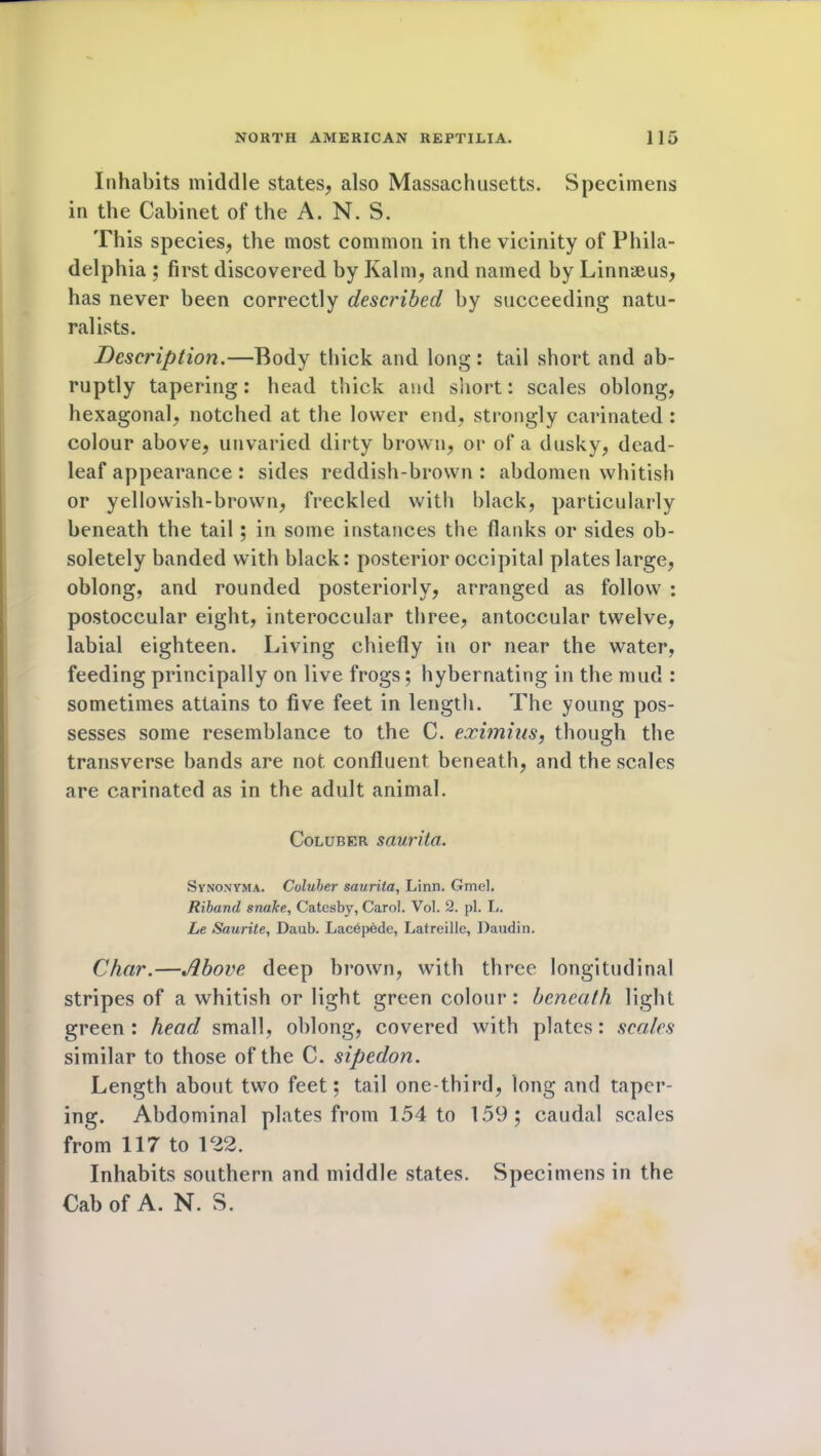 Inhabits middle states, also Massachusetts. Specimens in the Cabinet of the A. N. S. This species, the most common in the vicinity of Phila- delphia ; first discovered by Kalm, and named by Linnaeus, has never been correctly described by succeeding natu- ralists. Description.—Body thick and long: tail short and ab- ruptly tapering: head thick and short: scales oblong, hexagonal, notched at the lower end, strongly carinated : colour above, unvaried dirty brown, or of a dusky, dead- leaf appearance: sides reddish-brown : abdomen whitish or yellowish-brown, freckled with black, particularly beneath the tail; in some instances the flanks or sides ob- soletely banded with black: posterior occipital plates large, oblong, and rounded posteriorly, arranged as follow : postoccular eight, interoccular three, antoccular twelve, labial eighteen. Living chiefly in or near the water, feeding principally on live frogs; hybernating in the mud : sometimes attains to five feet in length. The young pos- sesses some resemblance to the C. eximius, though the transverse bands are not confluent beneath, and the scales are carinated as in the adult animal. Coluber saurita. Synonyma. Coluber saurita, Linn. Gmel. Riband snake, Catesby, Carol. Vol. 2. pi. L. he Saurite, Daub. Lacepode, Latreillc, Daudin. Char.—Above deep brown, with three longitudinal stripes of a whitish or light green colour: beneath light green : head small, oblong, covered with plates: scales similar to those of the C. sipedon. Length about two feet; tail one-third, long and taper- ing. Abdominal plates from 154 to 159; caudal scales from 117 to 122. Inhabits southern and middle states. Specimens in the Cab of A. N. S.