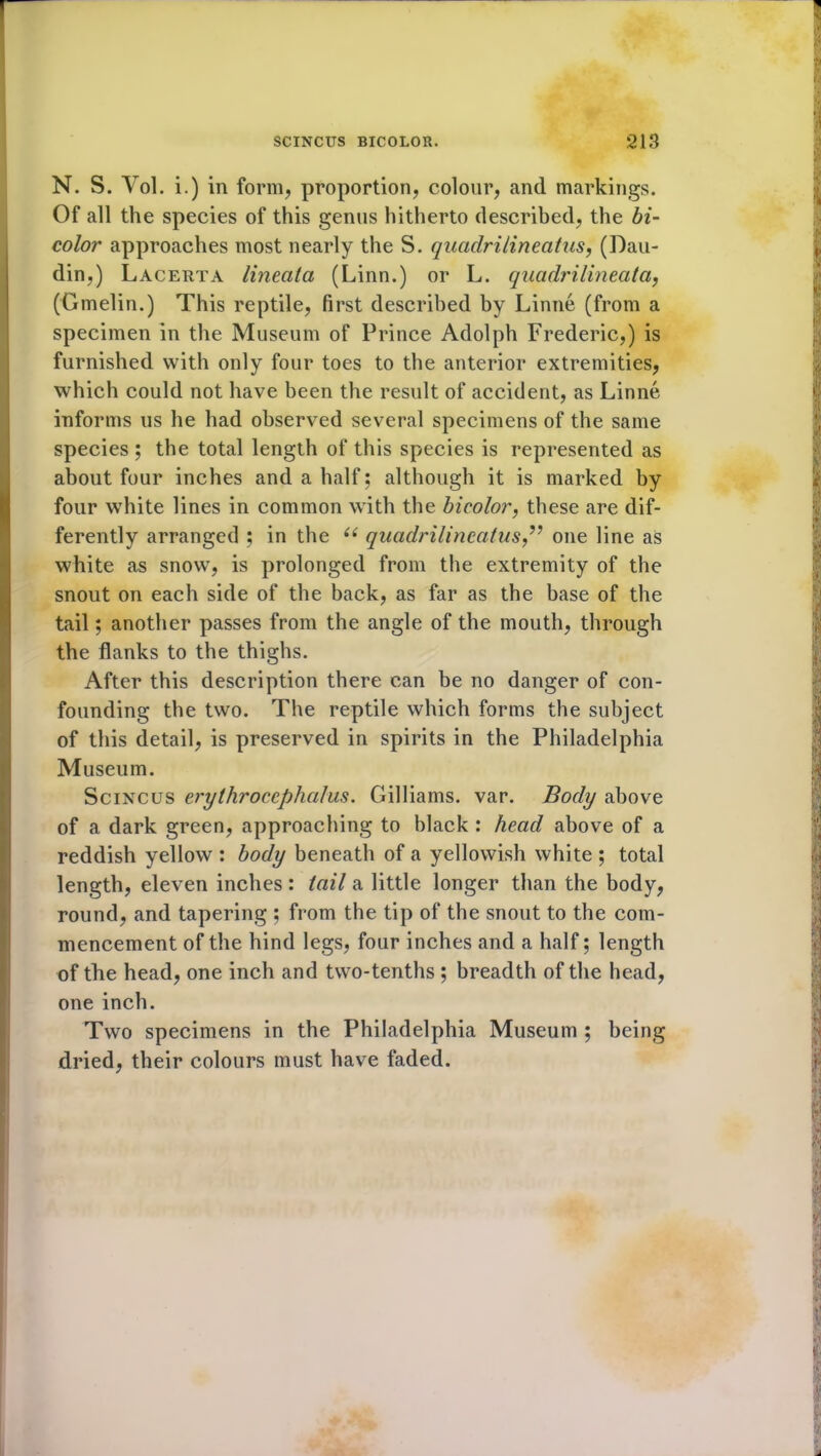 N. S. Vol. i.) in form, proportion, colour, and markings. Of all the species of this genus hitherto described, the bi- color approaches most nearly the S. quadrilineatus, (Dau- din,) Lacerta lineata (Linn.) or L. quadrilineatct, (Gmelin.) This reptile, first described by Linne (from a specimen in the Museum of Prince Adolph Frederic,) is furnished with only four toes to the anterior extremities, which could not have been the result of accident, as Linne informs us he had observed several specimens of the same species ; the total length of this species is represented as about four inches and a half; although it is marked by four white lines in common with the bicolor, these are dif- ferently arranged ; in the 6i quadrilineatus ” one line as white as snow, is prolonged from the extremity of the snout on each side of the back, as far as the base of the tail; another passes from the angle of the mouth, through the flanks to the thighs. After this description there can be no danger of con- founding the two. The reptile which forms the subject of this detail, is preserved in spirits in the Philadelphia Museum. Scincus erythrocephalus. Gilliams, var. Body above of a dark green, approaching to black : head above of a reddish yellow : body beneath of a yellowish white ; total length, eleven inches : tail a little longer than the body, round, and tapering ; from the tip of the snout to the com- mencement of the hind legs, four inches and a half; length of the head, one inch and two-tenths ; breadth of the head, one inch. Two specimens in the Philadelphia Museum ; being dried, their colours must have faded.