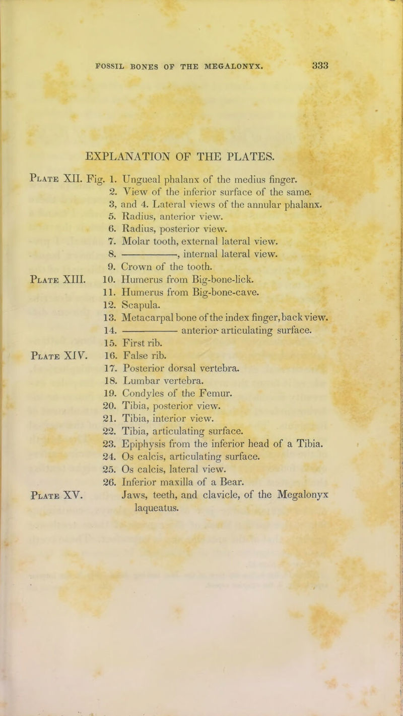EXPLANATION OF THE PLATES. Plate XII. Fig. 1. Ungueal phalanx of the medius finger. 2. View of the inferior surface of the same. 3, and 4. Lateral views of the annular phalanx. 5. Radius, anterior view. 6. Radius, posterior view. 7. Molar tooth, external lateral view. 8. , internal lateral view. 9. Crown of the tooth. Plate XIII. 10. Humerus from Big-bone-lick. 11. Humerus from Big-bone-cave. 12. Scapula. 13. Metacarpal bone of the index finger, back view. 14. anterior articulating surface. 15. First rib. Plate XIV. 16. False rib. 17. Posterior dorsal vertebra. 18. Lumbar vertebra. 19. Condyles of the Femur. 20. Tibia, posterior view. 21. Tibia, interior view. 22. Tibia, articulating surface. 23. Epiphysis from the inferior head of a Tibia. 24. Os calcis, articulating surface. 25. Os calcis, lateral view. 26. Inferior maxilla of a Bear. Plate XV. Jaws, teeth, and clavicle, of the Megalonyx laqueatus.