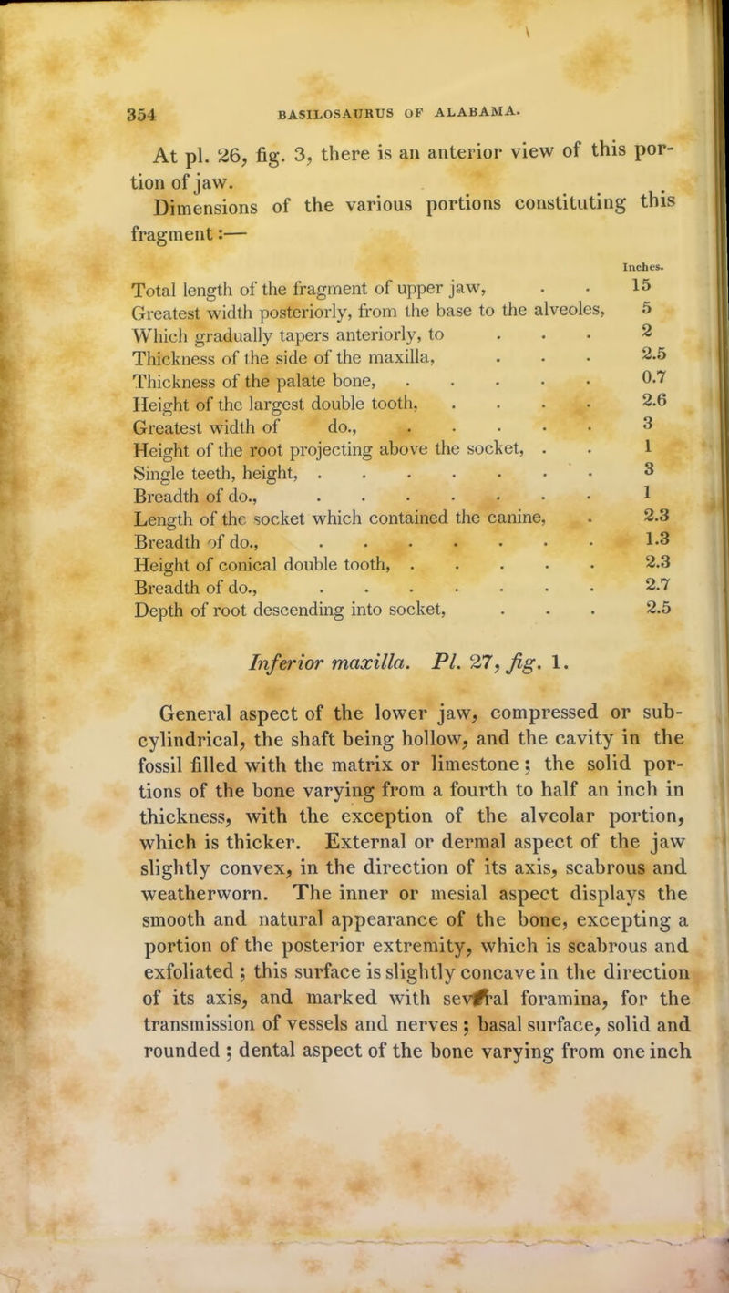 At pi. 26, fig. 3, there is an anterior view of this por- tion of jaw. Dimensions of the various portions constituting this fragment:— Total length of the fragment of upper jaw, Greatest width posteriorly, from the base to the alveoles, Which gradually tapers anteriorly, to ... Thickness of the side of the maxilla, Thickness of the palate bone, ..... Height of the largest double tooth, .... Greatest width of do., ..... Height of the root projecting above the socket, . Single teeth, height, Breadth of do., ....... Length of the socket which contained the canine, Breadth of do., ....... Height of conical double tooth, ..... Breadth of do., ....... Depth of root descending into socket, Inches. 15 5 2 2.5 0.7 2.6 3 1 3 1 2.3 1.3 2.3 2.7 2.5 Inferior maxilla. PL 27, fig. 1. General aspect of the lower jaw, compressed or sub- cylindrical, the shaft being hollow, and the cavity in the fossil filled with the matrix or limestone ; the solid por- tions of the bone varying from a fourth to half an inch in thickness, with the exception of the alveolar portion, which is thicker. External or dermal aspect of the jaw slightly convex, in the direction of its axis, scabrous and weatherworn. The inner or mesial aspect displays the smooth and natural appearance of the bone, excepting a portion of the posterior extremity, which is scabrous and exfoliated ; this surface is slightly concave in the direction of its axis, and marked with sev^bal foramina, for the transmission of vessels and nerves ; basal surface, solid and rounded ; dental aspect of the bone varying from one inch