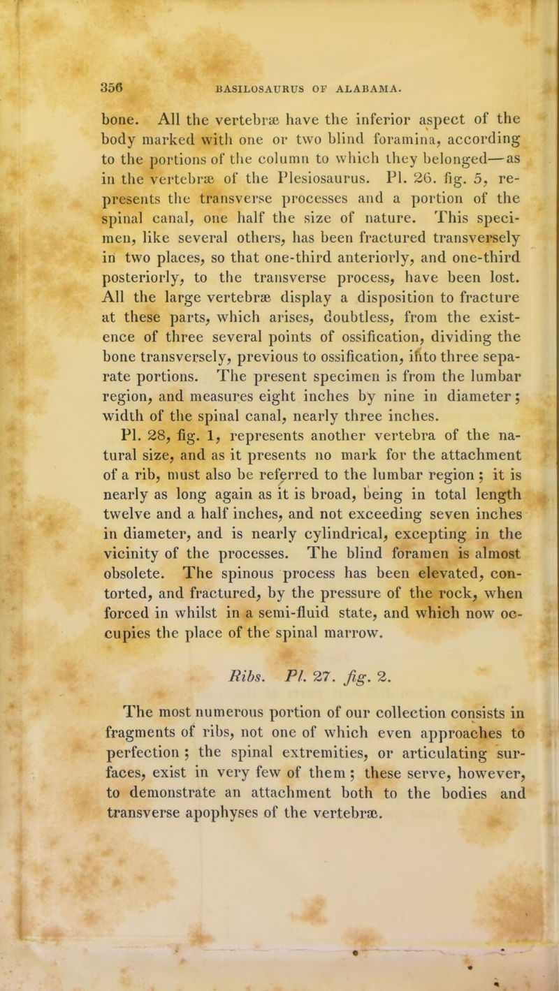 bone. All the vertebrae have the inferior aspect of the body marked with one or two blind foramina, according to the portions of the column to which they belonged—as in the vertebrae of the Plesiosaurus. PI. 26. fig. 5, re- presents the transverse processes and a portion of the spinal canal, one half the size of nature. This speci- men, like several others, has been fractured transversely in two places, so that one-third anteriorly, and one-third posteriorly, to the transverse process, have been lost. All the large vertebrae display a disposition to fracture at these parts, which arises, doubtless, from the exist- ence of three several points of ossification, dividing the bone transversely, previous to ossification, ihto three sepa- rate portions. The present specimen is from the lumbar region, and measures eight inches by nine in diameter; width of the spinal canal, nearly three inches. PL 28, fig. 1, represents another vertebra of the na- tural size, and as it presents no mark for the attachment of a rib, must also be referred to the lumbar region ; it is nearly as long again as it is broad, being in total length twelve and a half inches, and not exceeding seven inches in diameter, and is nearly cylindrical, excepting in the vicinity of the processes. The blind foramen is almost obsolete. The spinous process has been elevated, con- torted, and fractured, by the pressure of the rock, when forced in whilst in a semi-fluid state, and which now oc- cupies the place of the spinal marrow. Bibs. PI. 27. fig. 2. The most numerous portion of our collection consists in fragments of ribs, not one of which even approaches to perfection ; the spinal extremities, or articulating sur- faces, exist in very few of them; these serve, however, to demonstrate an attachment both to the bodies and transverse apophyses of the vertebrae.