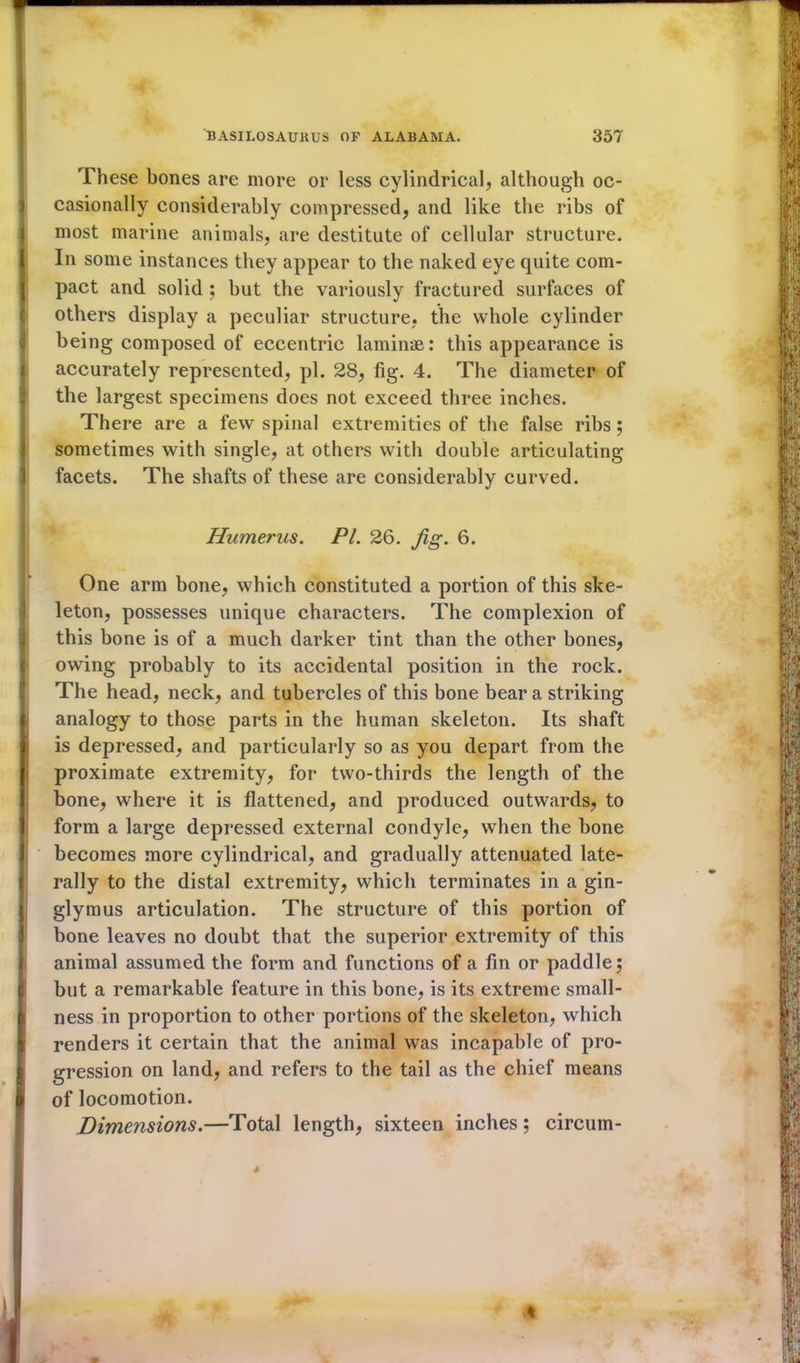 These bones are more or less cylindrical, although oc- casionally considerably compressed, and like the ribs of most marine animals, are destitute of cellular structure. In some instances they appear to the naked eye quite com- pact and solid ; but the variously fractured surfaces of others display a peculiar structure, the whole cylinder being composed of eccentric laminae: this appearance is accurately represented, pi. 28, fig. 4. The diameter of the largest specimens does not exceed three inches. There are a few spinal extremities of the false ribs ; sometimes with single, at others with double articulating facets. The shafts of these are considerably curved. Humerus. PI. 26. jig. 6. One arm bone, which constituted a portion of this ske- leton, possesses unique characters. The complexion of this bone is of a much darker tint than the other bones, owing probably to its accidental position in the rock. The head, neck, and tubercles of this bone bear a striking analogy to those parts in the human skeleton. Its shaft is depressed, and particularly so as you depart from the proximate extremity, for two-thirds the length of the bone, where it is flattened, and produced outwards, to form a large depressed external condyle, when the bone becomes more cylindrical, and gradually attenuated late- rally to the distal extremity, which terminates in a gin- glymus articulation. The structure of this portion of bone leaves no doubt that the superior extremity of this animal assumed the form and functions of a fin or paddle; but a remarkable feature in this bone, is its extreme small- ness in proportion to other portions of the skeleton, which renders it certain that the animal was incapable of pro- gression on land, and refers to the tail as the chief means I of locomotion. Dimensions.—Total length, sixteen inches; circuin- 4