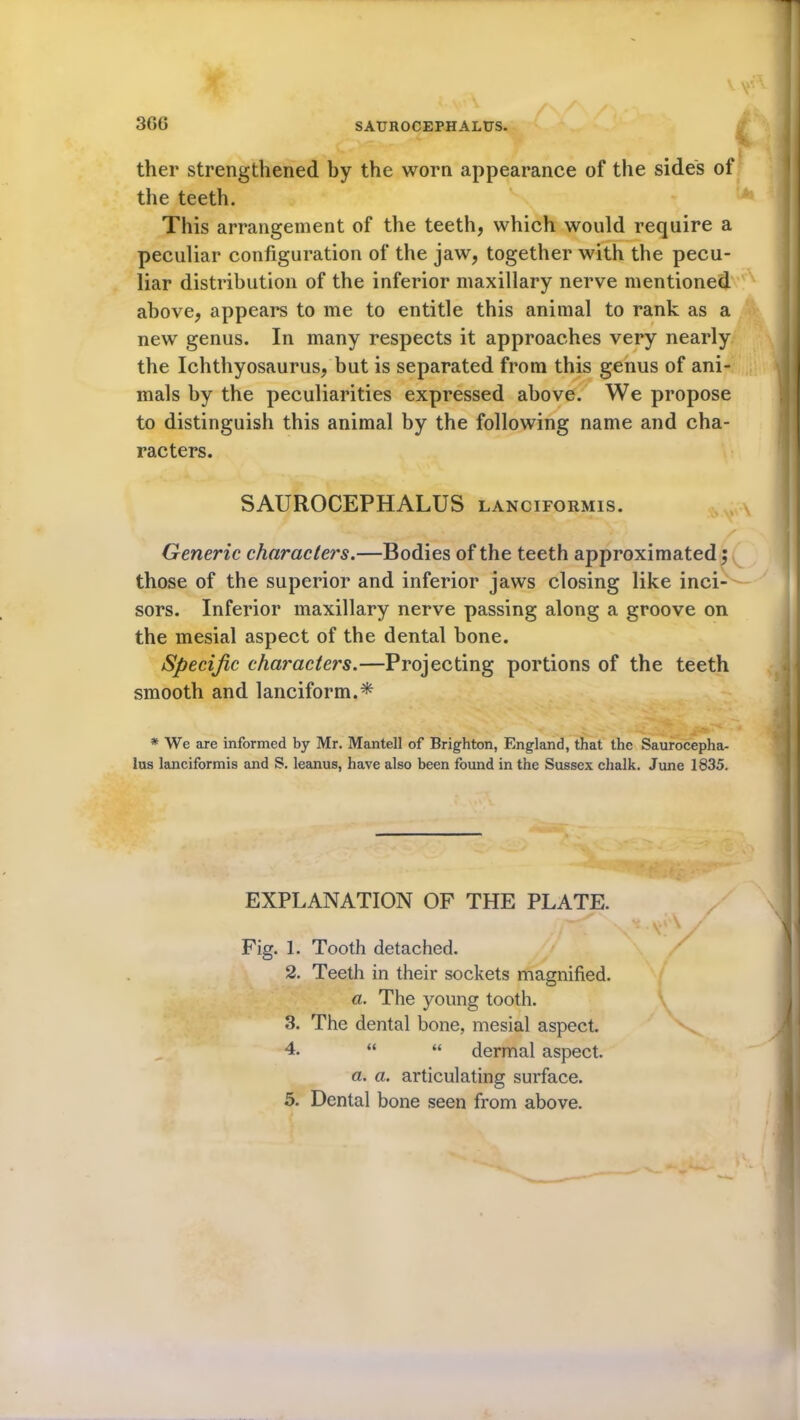 ther strengthened by the worn appearance of the sides of the teeth. This arrangement of the teeth, which would require a peculiar configuration of the jaw, together with the pecu- liar distribution of the inferior maxillary nerve mentioned above, appears to me to entitle this animal to rank as a new genus. In many respects it approaches very nearly the Ichthyosaurus, but is separated from this genus of ani- mals by the peculiarities expressed above. We propose to distinguish this animal by the following name and cha- racters. SAUROCEPHALUS lanciformis. X Generic characters.—Bodies of the teeth approximated; those of the superior and inferior jaws closing like inci- sors. Inferior maxillary nerve passing along a groove on the mesial aspect of the dental bone. Specific characters.—Projecting portions of the teeth smooth and lancifonn.* * We are informed by Mr. Mantell of Brighton, England, that the Saurocepha- lus lanciformis and S. leanus, have also been found in the Sussex chalk. June 1835. EXPLANATION OF THE PLATE. Fig. 1. Tooth detached. 2. Teeth in their sockets magnified. a. The young tooth. 3. The dental bone, mesial aspect. 4. “ “ dermal aspect. a. a. articulating surface.