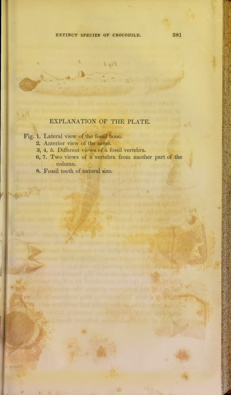 * EXPLANATION OF THE PLATE. Fig. 1. Lateral view of the fossil bone. 2. Anterior view of the same. 3, 4, 5. Different views of a fossil vertebra. 6, 7. Two views of a vertebra from another part of the column. 8. Fossil tooth of natural size.