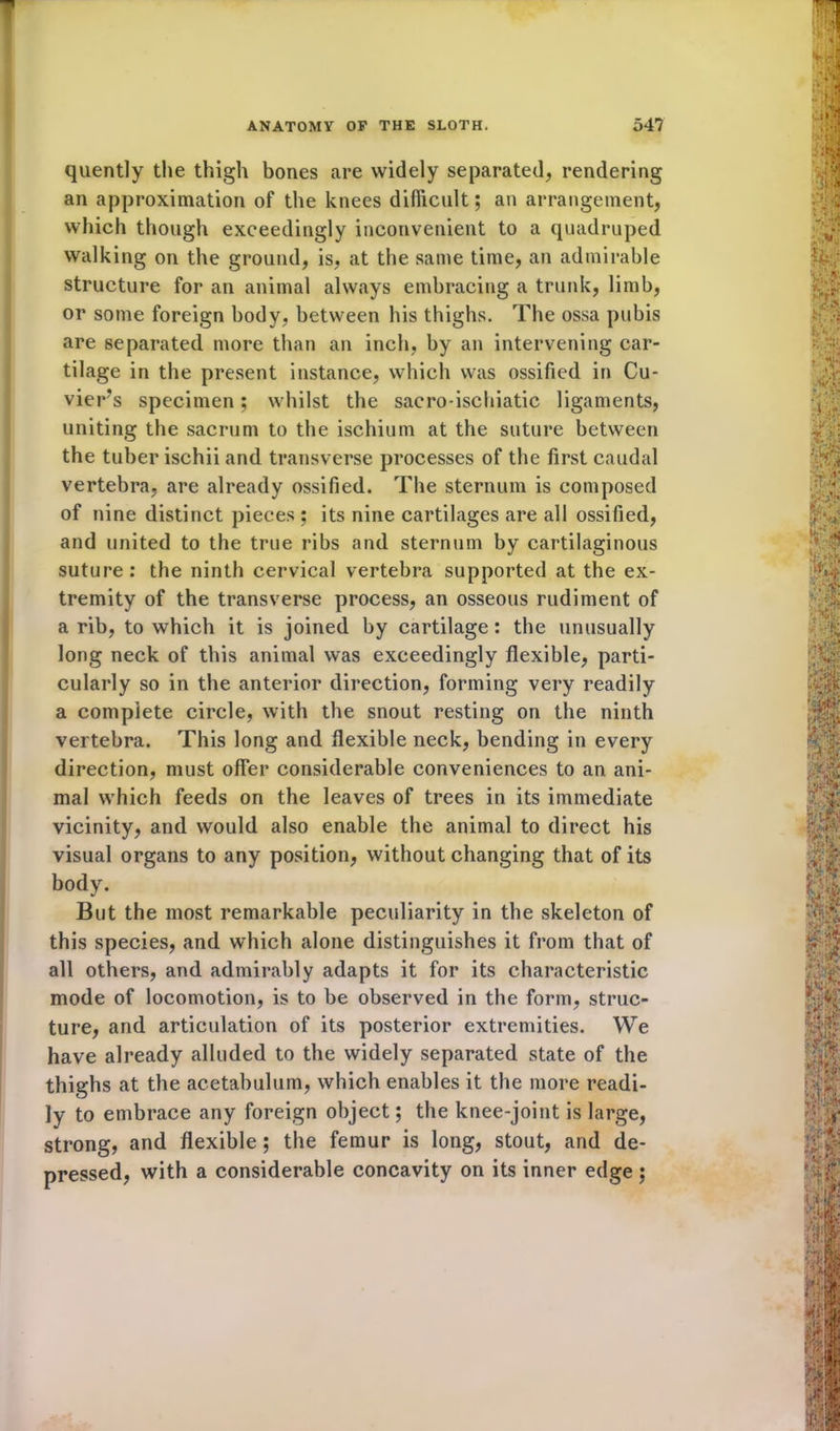 quently the thigh bones are widely separated, rendering an approximation of the knees difficult; an arrangement, which though exceedingly inconvenient to a quadruped walking on the ground, is, at the same time, an admirable structure for an animal always embracing a trunk, limb, or some foreign body, between his thighs. The ossa pubis are separated more than an inch, by an intervening car- tilage in the present instance, which was ossified in Cu- vier’s specimen; whilst the sacro-ischiatic ligaments, uniting the sacrum to the ischium at the suture between the tuber ischii and transverse processes of the first caudal vertebra, are already ossified. The sternum is composed of nine distinct pieces ; its nine cartilages are all ossified, and united to the true ribs and sternum by cartilaginous suture : the ninth cervical vertebra supported at the ex- tremity of the transverse process, an osseous rudiment of a rib, to which it is joined by cartilage : the unusually long neck of this animal was exceedingly flexible, parti- cularly so in the anterior direction, forming very readily a complete circle, with the snout resting on the ninth vertebra. This long and flexible neck, bending in every direction, must offer considerable conveniences to an ani- mal which feeds on the leaves of trees in its immediate vicinity, and would also enable the animal to direct his visual organs to any position, without changing that of its body. But the most remarkable peculiarity in the skeleton of this species, and which alone distinguishes it from that of all others, and admirably adapts it for its characteristic mode of locomotion, is to be observed in the form, struc- ture, and articulation of its posterior extremities. We have already alluded to the widely separated state of the thighs at the acetabulum, which enables it the more readi- ly to embrace any foreign object; the knee-joint is large, strong, and flexible; the femur is long, stout, and de- pressed, with a considerable concavity on its inner edge;