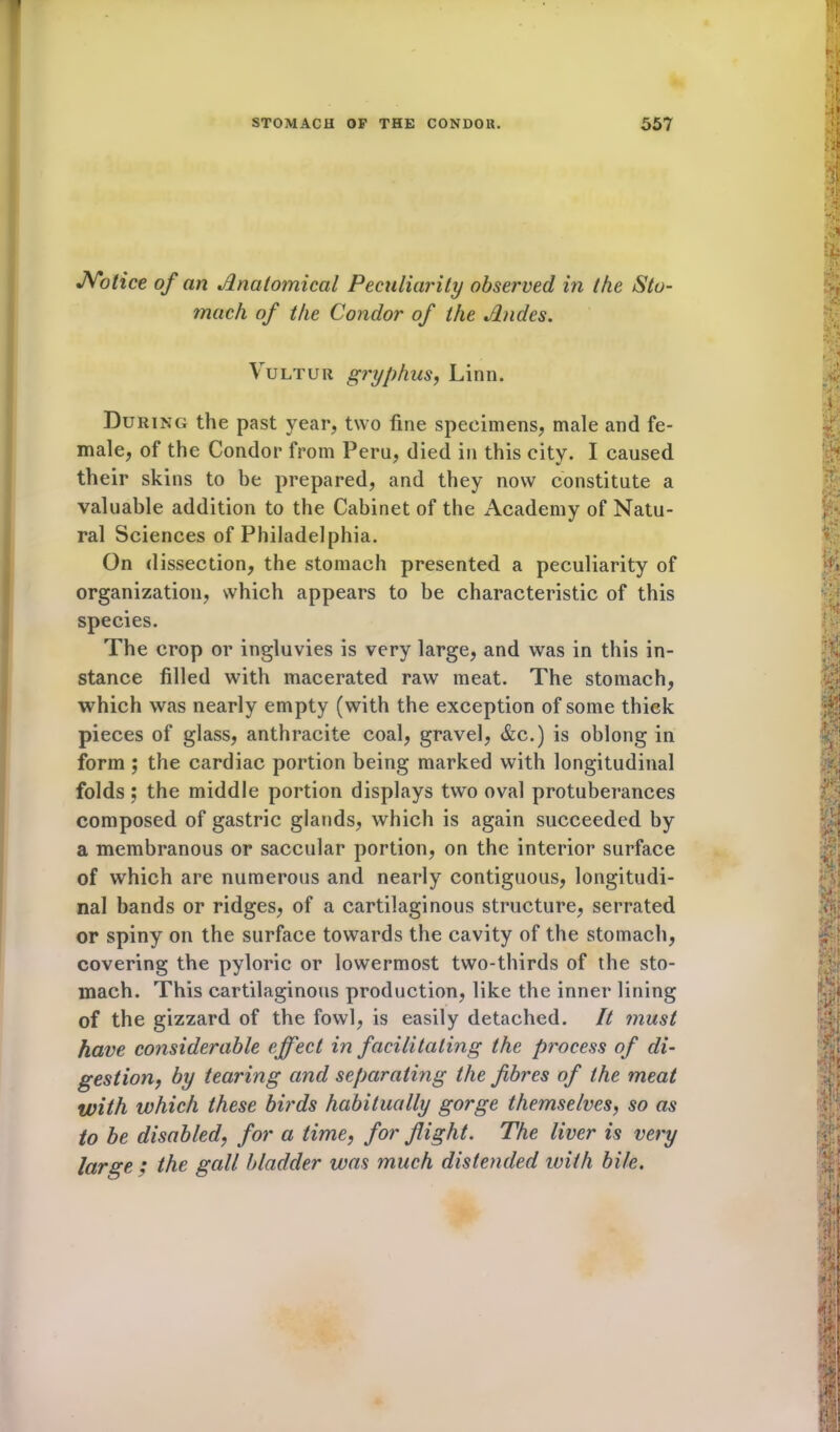 JYolice of an Anatomical Peculiarity observed in the Sto- mach of the Condor of the Andes. Vultur gryphus, Linn. During the past year, two fine specimens, male and fe- male, of the Condor from Peru, died in this city. I caused their skins to be prepared, and they now constitute a valuable addition to the Cabinet of the Academy of Natu- ral Sciences of Philadelphia. On dissection, the stomach presented a peculiarity of organization, which appears to be characteristic of this species. The crop or ingluvies is very large, and was in this in- stance filled with macerated raw meat. The stomach, which was nearly empty (with the exception of some thick pieces of glass, anthracite coal, gravel, &c.) is oblong in form ; the cardiac portion being marked with longitudinal folds; the middle portion displays two oval protuberances composed of gastric glands, which is again succeeded by a membranous or saccular portion, on the interior surface of which are numerous and nearly contiguous, longitudi- nal bands or ridges, of a cartilaginous structure, serrated or spiny on the surface towards the cavity of the stomach, covering the pyloric or lowermost two-thirds of the sto- mach. This cartilaginous production, like the inner lining of the gizzard of the fowl, is easily detached. It must have considerable effect in facilitating the process of di- gestion, by tearing and separating the fibres of the meat with which these birds habitually gorge themselves, so as to be disabled, for a time, for flight. The liver is very large ; the gall bladder was much distended with bile.