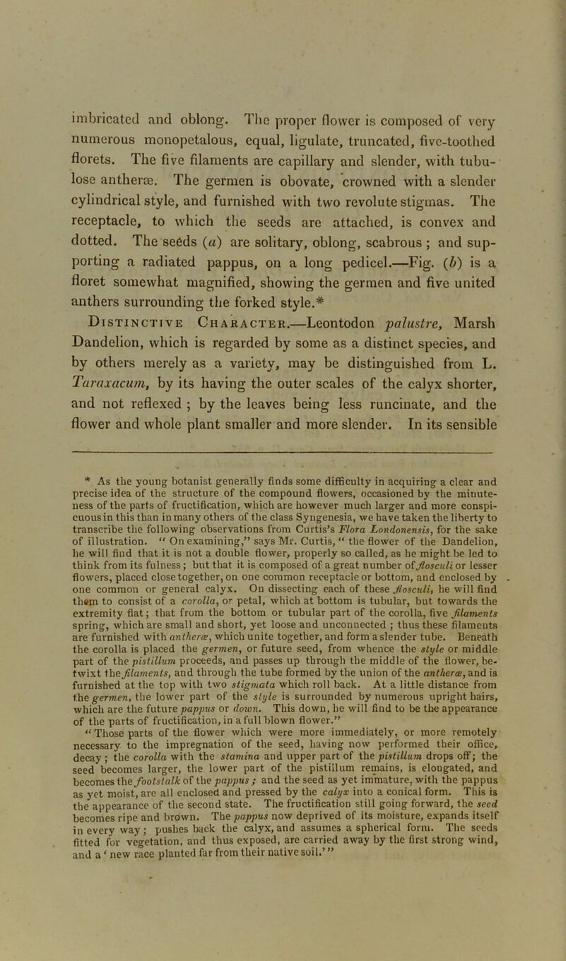 imbricated and oblong. The proper flower is composed of very numerous monopetalous, equal, ligulate, truncated, five-toothed florets. The five filaments are capillary and slender, with tubu- lose antherae. The germen is obovate, crowned with a slender cylindrical style, and furnished with two revolute stigmas. The receptacle, to which the seeds are attached, is convex and dotted. The seeds (a) are solitary, oblong, scabrous ; and sup- porting a radiated pappus, on a long pedicel.—Fig. (b) is a floret somewhat magnified, showing the germen and five united anthers surrounding the forked style.* Distinctive Character.—Leontodon palustre, Marsh Dandelion, which is regarded by some as a distinct species, and by others merely as a variety, may be distinguished from L. Taraxacum, by its having the outer scales of the calyx shorter, and not reflexed ; by the leaves being less runcinate, and the flower and whole plant smaller and more slender. In its sensible * As the young botanist generally finds some difficulty in acquiring a clear and precise idea of the structure of the compound flowers, occasioned by the minute- ness of the parts of fructification, which are however much larger and more conspi- cuousin this than in many others of the class Syngenesia, we have taken the liberty to transcribe the following observations from Curtis’s Flora Londonensis, for the sake of illustration. “ On examining,” says Mr. Curtis, “ the flower of the Dandelion, he will find that it is not a double flower, properly so called, as he might be led to think from its fulness; but that it is composed of a great number of Jlosculi or lesser flowers, placed close together, on one common receptacle or bottom, and enclosed by . one common or general calyx. On dissecting each of these Jlosculi, he will find them to consist of a corolla, or petal, which at bottom is tubular, but towards the extremity flat; that from the bottom or tubular part of the corolla, five Jilamenls spring, which are small and short, yet loose and unconnected ; thus these filaments are furnished with antherae, which unite together, and form a slender tube. Beneath the corolla is placed the germen, or future seed, from whence the style or middle part of the pistillum proceeds, and passes up through the middle of the flower, be- twixt the filaments, and through the lube formed by the union of the antherae, and is furnished at the top with two stigmata which roll back. At a little distance from the germen, the lower part of the style is surrounded by numerous upright hairs, which are the future pappus or doivn. This down, he will find to be the appearance of the parts of fructification, in a full blown flower.” “ Those parts of the flower which were more immediately, or more remotely necessary to the impregnation of the seed, having now performed their office, decay ; the corolla with the stamina and upper part of the pistillum drops off; the seed becomes larger, the lower part of the pistillum remains, is elongated, and becomes thefiootstalk of the pappus ; and the seed as yet immature, with the pappus as yet moist, are all enclosed and pressed by the calyx into a conical form. This is the appearance of the second state. The fructification still going forward, the seed becomes ripe and brown. The pappus now deprived of its moisture, expands itself in every way; pushes back the calyx, and assumes a spherical form. The seeds fitted for vegetation, and thus exposed, are carried away by the first strong wind, and a ‘ new race planted far from their native soil.’ ”