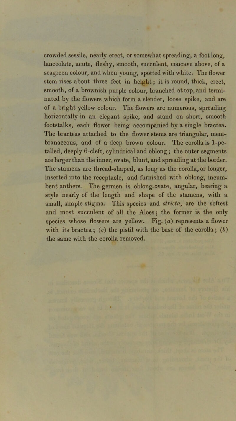 crowded sessile, nearly erect, or somewhat spreading, a foot long, lanceolate, acute, fleshy, smooth, succulent, concave above, of a seagreen colour, and when young, spotted with white. The flower stem rises about three feet in height; it is round, thick, erect, smooth, of a brownish purple colour, branched at top, and termi- nated by the flowers which form a slender, loose spike, and are of a bright yellow colour. The flowers are numerous, spreading horizontally in an elegant spike, and stand on short, smooth footstalks, each flower being accompanied by a single bractea. The bracteas attached to the flower stems are triangular, mem- branaceous, and of a deep brown colour. The corolla is 1-pe- talled, deeply 6-cleft, cylindrical and oblong; the outer segments are larger than the inner, ovate, blunt, and spreading at the border. The stamens are thread-shaped, as long as the corolla, or longer, inserted into the receptacle, and furnished with oblong, incum- bent anthers. The germen is oblong-ovate, angular, bearing a style nearly of the length and shape of the stamens, with a small, simple stigma. This species and stricta, are the softest and most succulent of all the Aloes; the former is the only species whose flowers are yellow. Fig. (a) represents a flower with its bractea; (c) the pistil with the base of the corolla; (b) the same with the corolla removed.
