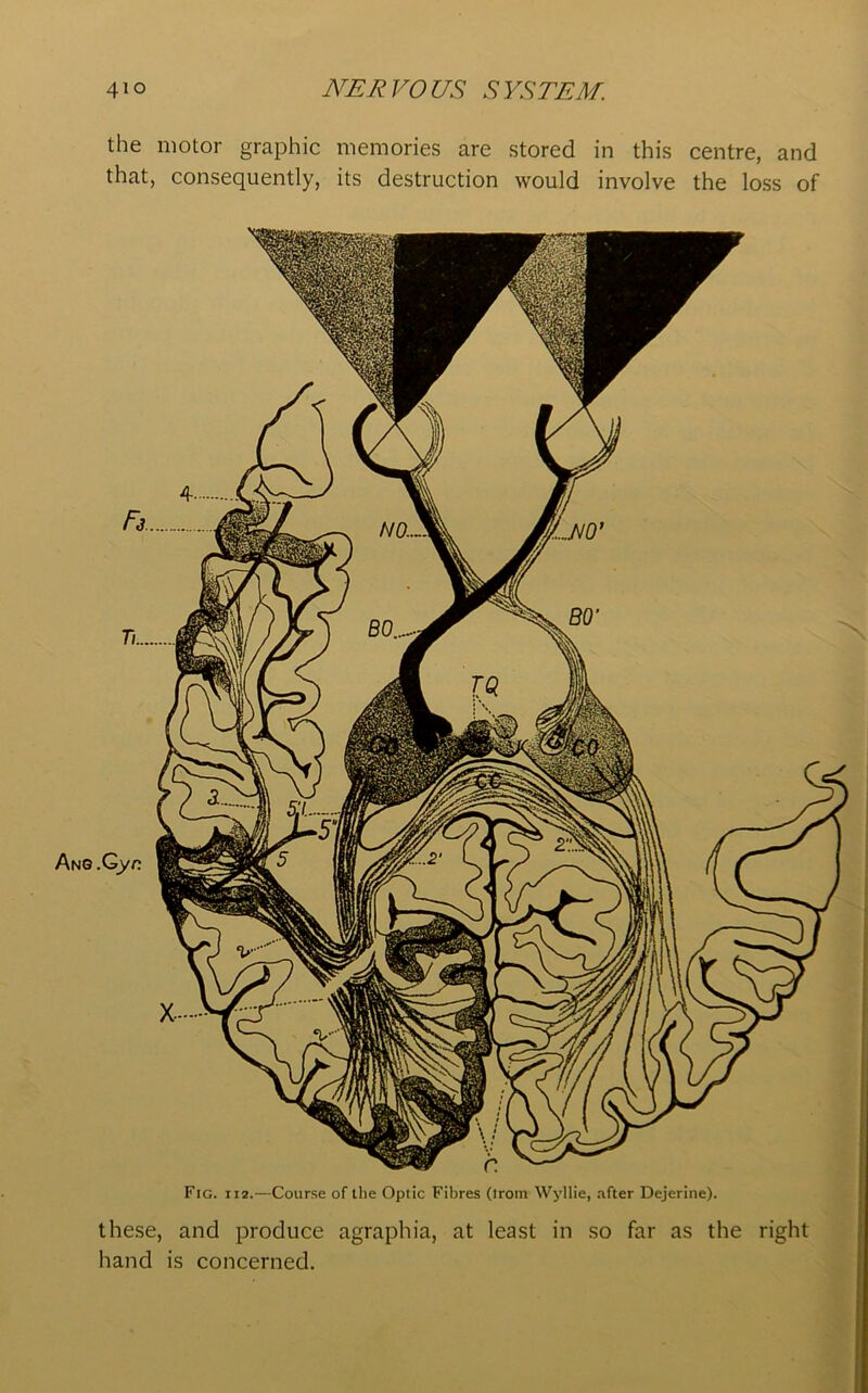 the motor graphic memories are stored in this centre, and that, consequently, its destruction would involve the loss of Fig. ii2.—Course of the Optic Fibres (lrom Wyllie, after Dejerine). these, and produce agraphia, at least in so far as the hand is concerned. right