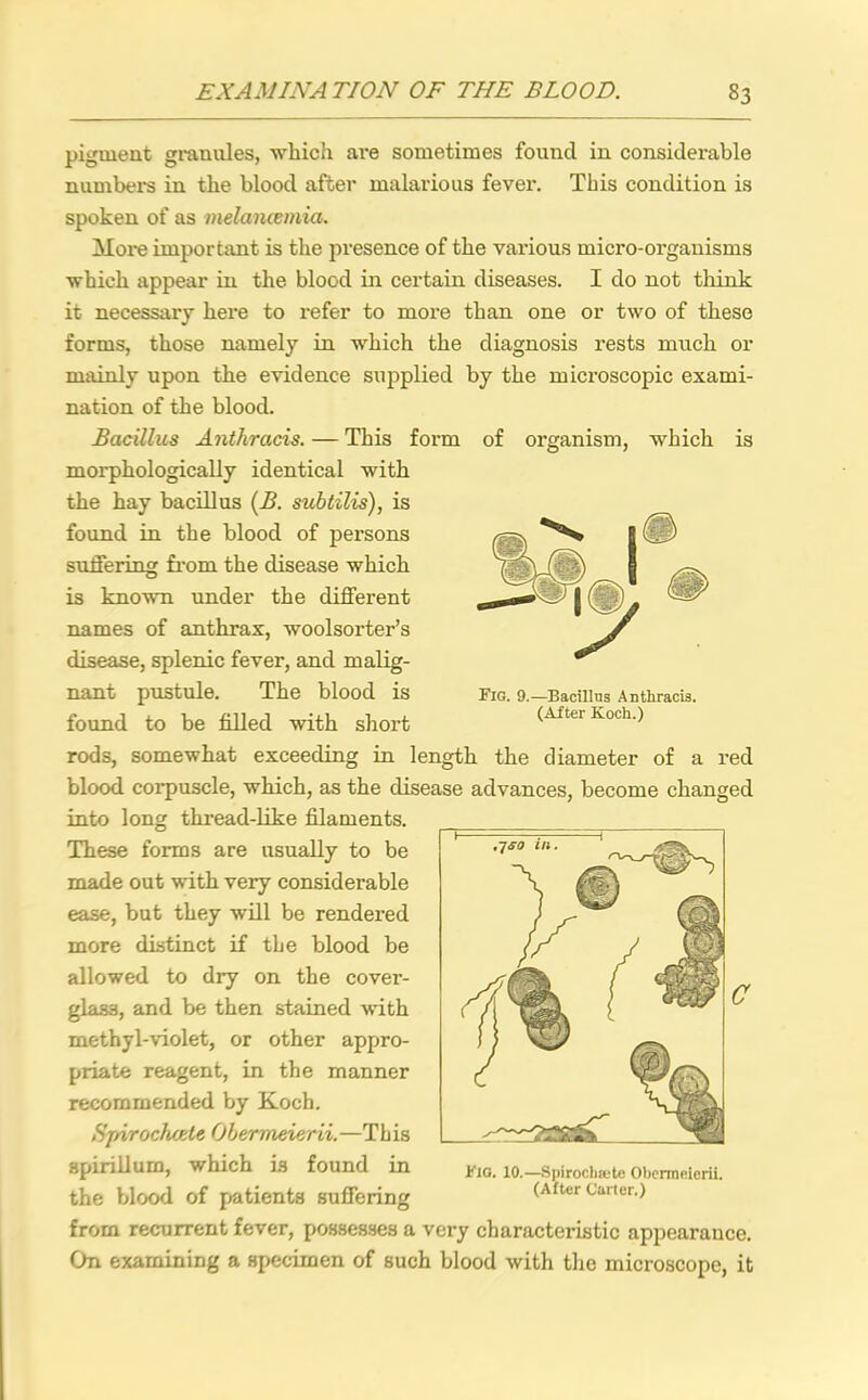 pigment granules, which are sometimes found in considerable numbers in the blood after malarious fever. This condition is spoken of as melancemia. More important is the presence of the various micro-organisms which appear in the blood in certain diseases. I do not think it necessary here to refer to more than one or two of these forms, those namely in which the diagnosis rests much or mainly upon the evidence supplied by the microscopic exami- nation of the blood. Bacillus Anthrads. — This form of organism, which is morphologically identical with the hay bacillus (B. subtilis), is found in the blood of persons suffering from the disease which is known under the different names of anthrax, woolsorter’s disease, splenic fever, and malig- nant pustule. The blood is found to be filled with short rods, somewhat exceeding in length the diameter of a red blood corpuscle, which, as the disease advances, become changed into long thread-like filaments. These forms are usually to be made out with very considerable ease, but they will be rendered more distinct if the blood be allowed to dry on the cover- glass, and be then stained with methyl-violet, or other appro- priate reagent, in the manner recommended by Koch. Sfvrochade Obemteierii.—This spirillum, which is found in the blood of patients suffering Fig. 9.—Bacillus Anthracis. (After Koch.) Fig. 10.—Spirocliiete Obermeierii. (After Carter.) from recurrent fever, possesses a very characteristic appearance. On examining a specimen of such blood with the microscope, it