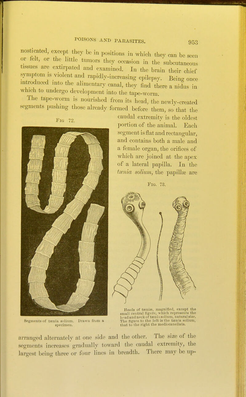 nosticated, except they be in positions in which they can bo scon or felt, or the httle tumors they occasion in the subcutaneous tissues are extirpated and examined. In the brain their chief symptom is violent and rapidly-increasing epilepsy. Being once introduced into the alimentary canal, they find there a nidus in which to undergo development into the tape-worm The tape-worm is nourished from its head, the newly-created segments pushing those already formed before them, so that the caudal extremity is the oldest portion of the animal. Each segment is flat and rectangular, and contains both a male and a female organ, the orifices of which are joined at the apex of a lateral jDapilla. In the isenia solium, the papillas are Fig. 73. Fig Segments of treniii stilinm. Diawii livm a specimen. Ilende of ticnia', iiiiiKiiinod, oxcopt tlio snmll contriU liguiv, wliicli lyprcsonis tlio hciuliiml ncclcof ta!iii:i sol 111111, iiHtunil size. Tlio llgnro to tlio luft is llin ticiiin solium, tliiit to llio riglit the meiliocuncllutu. arranged alternately at one side and the other. The size of the segments increases gradually toward the caudal extremity, the largest being three or four lines in breadth. There may be up-