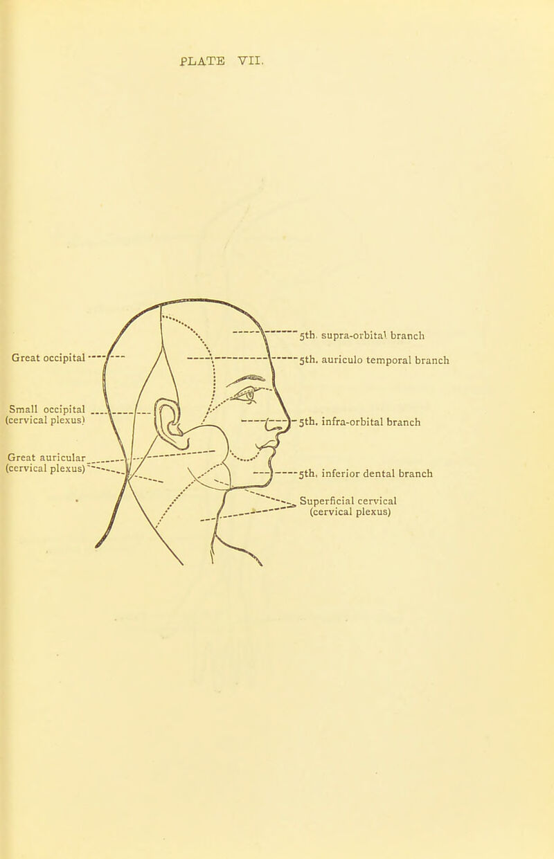 Great occipital ■ Small occipital (cervical plexus) 5th. supra-orbital, branch -5th. auriculo temporal branch -|[~y-5th. infra-orbital branch Great auricular_ (cervical plexus) 5th, inferior dental branch , Superficial cervical (cervical plexus)