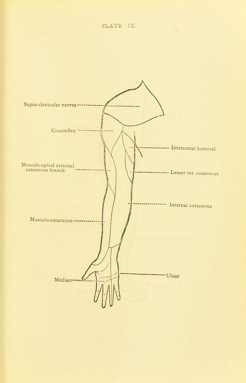 Supra-clavicular nerves • Circumflex ' Musculo-spiral external cutaneous branch ■ Intercostal humeral Lesser int. cutaneous Internal cutaneous Musculo-cutaneous