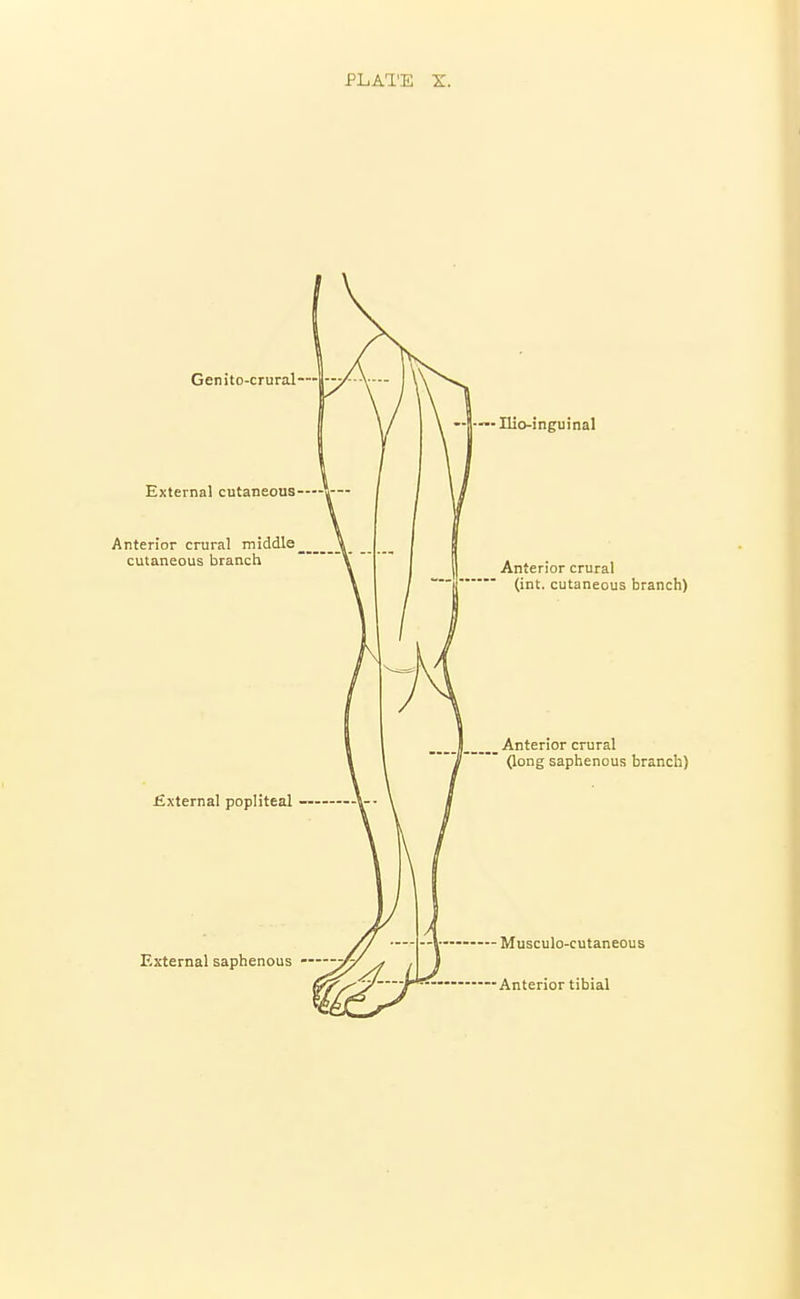 Genito-crural External cutaneous Anterior crural middle cutaneous branch External popliteal - External saphenous Ilio-inguinal Anterior crural (int. cutaneous branch) Anterior crural (long saphenous branch) Musculo-cutaneous Anterior tibial