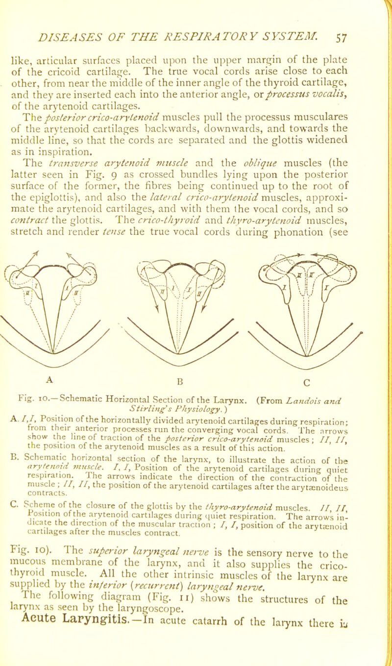 like, articular surfaces placed upon the upper margin of the plate of the cricoid cartilage. The true vocal cords arise close to each other, from near the middle of the inner angle of the thyroid cartilage, and they are inserted each into the anterior angle, or processus vocalis, of the arytenoid cartilages. The. posterior crico-arvienoid muscles pull the processus musculares of the arytenoid cartilages backwards, downwards, and towards the middle line, so that the cords are separated and the glottis widened as in inspiration. The transverse arytenoid muscle and the oblique muscles (the latter seen in Fig. 9 as crossed bundles lying upon the posterior surface of the former, the fibres being continued up to the root of the epiglottis), and also the lateral crico-arytenoid muscles, approxi- mate the arytenoid cartilages, and with them the vocal cords, and so contract tire glottis. The crico-tliyroid and thyro-arytcnoid muscles, stretch and render tense the true vocal cords during phonation (see A B C Fig. 10.—Schematic Horizontal Section of the Larynx. (From Lamiois and Stirting's Physiology.) A. / /, Position of the horizontally divided arytenoid cartilages during respiration; from their anterior processes run the converging vocal cords. The .nrrows show the line of traction of the posterior crico-arytenoid muscles ; //, //, the position of the arytenoid muscles as a result of this action. B. Schematic horizontal section of the larynx, to illustrate the action of the arytenoid muscle. I. I, Position of the arytenoid cartilages during quiet respiraiion. The arrows indicate the direction of the contraction of the muscle ; //, //, the position of the arytenoid cartilages after the arytaenoideus contracts. C. .'Scheme of the closure of the glottis by the thyro-arytenoid muscles. //, // 1 osuion ofthe arytenoid cartilages during quiet respiration. The arrow's in- dicate the direction of the muscular traction ; /, /, position of the arytenoid cartilages after the muscles contract. Fig. 10). The superior laryngeal nei~ue is the sensory nerve to the mucous membrane of the laryn.x, and it also supplies the crico- thyroid muscle. All the other intrinsic muscles of the laiynx are supplied by the inferior (recurrent) laryngeal nerve. The following diagram (Fig. 11) shows the structures of the larynx as seen by the laryngoscope. Aeute Laryngitis.-In acute catarrh of the larynx there iu
