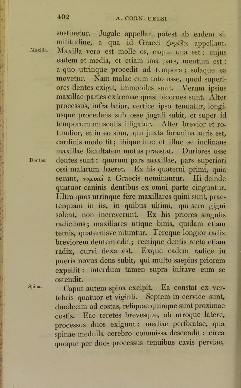 Maxilla. Dentes. Spina. sustinetur. Jugale appellari potest ab eadem si- militudine, a qua id Graeci Zyycohg appellant. Maxilla vero est molle os, eaque una est: cujus eadem et media, et etiam ima pars, mentum est: a quo utrinque procedit ad tempora ; solaque ea movetur. Nam malae cum toto osse, quod superi- ores dentes exigit, immobiles sunt. Verum ipsius maxillae partes extremae quasi bicornes sunt. Alter processus, infra latior, vertice ipso tenuatur, longi- usque procedens sub osse jugali subit, et super id temporum musculis illigatur. Alter brevior et ro- tundior, et in eo sinu, qui juxta foramina auris est, cardinis modo fit; ibique huc et illuc se inclinans maxillae facultatem motus praestat. Duriores osse dentes sunt: quorum pars maxillae, pars superiori ossi malarum haeret. Ex his quaterni primi, quia secant, roputo) a Graecis nominantur. Hi deinde quatuor caninis dentibus ex omni parte cinguntur. Ultra quos utrinque fere maxillares quini sunt, prae- terquam in iis, in quibus ultimi, qui sero gigni solent, non increverunt. Ex his priores singulis radicibus; maxillares utique binis, quidam etiam ternis, quaternisve nituntur. Fereque longior radix breviorem dentem edit; rectique dentis recta etiam radix, curvi flexa est. Exque eadem radice in pueris novus dens subit, qui multo saepius priorem expellit: interdum tamen supra infrave eum se ostendit. Caput autem spina excipit. Ea constat ex ver- tebris quatuor et viginti. Septem in cervice sunt, duodecim ad costas, reliquae quinque sunt proximae costis. Eae teretes brevesque, ab utroque latere, processus duos exigunt: mediae perforatae, qua spinae medulla cerebro commissa descendit: circa quoque per duos processus tenuibus cavis perviae,