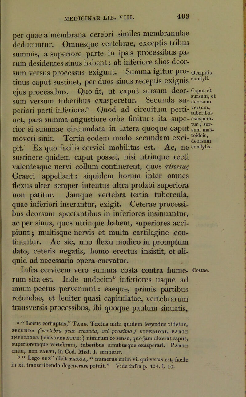 per quae a membrana cerebri similes membranulae deducuntur. Omnesque vertebrae, exceptis tribus summis, a superiore parte in ipsis processibus pa- rum desidentes sinus habent: ab inferiore alios deor- sum versus processus exigunt. Summa igitur pr 0“ Occipitis tinus caput sustinet, per duos sinus receptis exiguis condyh' eius processibus. Quo fit, ut caput sursum deor- Caput et sum versum tuberibus exasperetur. Secunda su- deorsum periori parti inferiore.8 Quod ad circuitum perti- iribus net, pars summa angustiore orbe finitur : ita supe- exaspera, lior ei summae circumdata in latera quoque caput sum mas- moveri sinit. Tertia eodem modo secundam exci- ld°eldres‘Jm pit. Ex quo facilis cervici mobilitas est. Ac, ne condylis, sustinere quidem caput posset, nisi utrinque recti valentesque nervi collum continerent, quos rimrug Graeci appellant: siquidem horum inter omnes flexus alter semper intentus ultra prolabi superiora non patitur. Jamque vertebra tertia tubercula, quae inferiori inserantur, exigit. Ceterae processi- bus deorsum spectantibus in inferiores insinuantur, ac per sinus, quos utrinque habent, superiores acci- piunt ; multisque nervis et multa cartilagine con- tinentur. Ac sic, uno flexu modico in promptum dato, ceteris negatis, homo erectus insistit, et ali- quid ad necessaria opera curvatur. Infra cervicem vero summa costa contra hume- Costae, rum sita est. Inde undecimb inferiores usque ad imum pectus perveniunt: eaeque, primis partibus rotundae, et leniter quasi capitulatae, vertebrarum transversis processibus, ibi quoque paulum sinuatis, a “Locus corruptus,” Targ. Textus mihi quidem legendus videtur, secunda (vertebra quae secunda, vel proximaJ superiori, parte inferiore (exasperatur:) nimirum eo sensu, quojam dixerat caput, superioremque vertebram, tuberibus sinubusque exasperari. Parte enim, non parti, in Cod. Med. I. scribitur. b “ Lego sex” dicit targa, “ numerus enim vi. qui verus est, facile in xi. transcribendo degenerare potuit.” Vide infra p. 404. 1. 10.