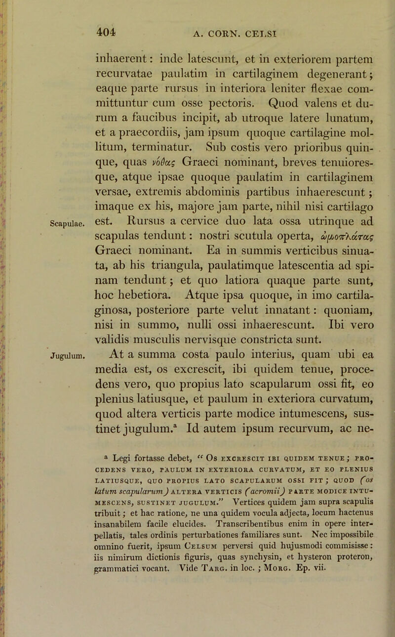 inhaerent: inde latescunt, et in exteriorem partem recurvatae paulatim in cartilaginem degenerant; eaque parte rursus in interiora leniter flexae com- mittuntur cum osse pectoris. Quod valens et du- rum a faucibus incipit, ab utroque latere lunatum, et a praecordiis, jam ipsum quoque cartilagine mol- litum, terminatur. Sub costis vero prioribus quin- que, quas vodug Graeci nominant, breves tenuiores- que, atque ipsae quoque paulatim in cartilaginem versae, extremis abdominis partibus inhaerescunt; imaque ex his, majore jam parte, nihil nisi cartilago Scapulae, est. Rursus a cervice duo lata ossa utrinque ad scapulas tendunt: nostri scutula operta, afPonXurug Graeci nominant. Ea in summis verticibus sinua- ta, ab his triangula, paulatimque latescentia ad spi- nam tendunt; et quo latiora quaque parte sunt, hoc hebetiora. Atque ipsa quoque, in imo cartila- ginosa, posteriore parte velut innatant: quoniam, nisi in summo, nulli ossi inhaerescunt. Ibi vero validis musculis nervisque constricta sunt. Jugulum. At a summa costa paulo interius, quam ubi ea media est, os excrescit, ibi quidem tenue, proce- dens vero, quo propius lato scapularum ossi fit, eo plenius latiusque, et paulum in exteriora curvatum, quod altera verticis parte modice intumescens, sus- tinet jugulum.4 Id autem ipsum recurvum, ac ne- a Legi fortasse debet, “ Os excrescit ibi quidem tenue ; pro- cedens VERO, PAULUM IN EXTERIORA CURVATUM, ET EO PLENIUS LATIUSQUE, QUO PROPIUS LATO SCAPULARUM OSSI FIT,* QUOD (OS latum scapularumJ altera verticis (acromii) parte modice intu- mescens, sustinet jugulum.” Vertices quidem jam supra scapulis tribuit; et hac ratione, ne una quidem vocula adjecta, locum hactenus insanabilem facile elucides. Transcribentibus enim in opere inter- pellatis, tales ordinis perturbationes familiares sunt. Nec impossibile omnino fuerit, ipsum Celsum perversi quid hujusmodi commisisse: iis nimirum dictionis figuris, quas syncliysin, et hysteron proteron, grammatici vocant. Vide Targ. in loc. ; Morg. Ep. vii.