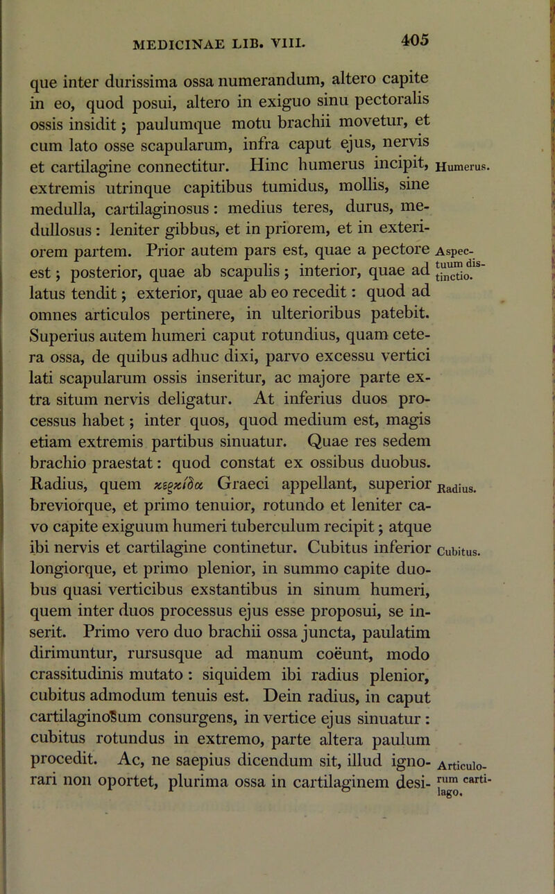 que inter durissima ossa numerandum, altero capite in eo, quod posui, altero in exiguo sinu pectoralis ossis insidit$ paulumque motu brachii movetur, et cum lato osse scapularum, infra caput ejus, nervis et cartilagine connectitur. Hinc humerus incipit, Humerus, extremis utrinque capitibus tumidus, mollis, sine medulla, cartilaginosus: medius teres, durus, me- dullosus : leniter gibbus, et in priorem, et in exteri- orem partem. Prior autem pars est, quae a pectore Aspec- est; posterior, quae ab scapulis; interior, quae ad latus tendit; exterior, quae ab eo recedit: quod ad omnes articulos pertinere, in ulterioribus patebit. Superius autem humeri caput rotundius, quam cete- ra ossa, de quibus adhuc dixi, parvo excessu vertici lati scapularum ossis inseritur, ac majore parte ex- tra situm nervis deligatur. At inferius duos pro- cessus habet; inter quos, quod medium est, magis etiam extremis partibus sinuatur. Quae res sedem brachio praestat: quod constat ex ossibus duobus. Radius, quem zegxtda, Graeci appellant, superior Radius> breviorque, et primo tenuior, rotundo et leniter ca- vo capite exiguum humeri tuberculum recipit; atque ibi nervis et cartilagine continetur. Cubitus inferior cubitus, longiorque, et primo plenior, in summo capite duo- bus quasi verticibus exstantibus in sinum humeri, quem inter duos processus ejus esse proposui, se in- serit. Primo vero duo brachii ossa juncta, paulatim dirimuntur, rursusque ad manum coeunt, modo crassitudinis mutato: siquidem ibi radius plenior, cubitus admodum tenuis est. Dein radius, in caput cartilaginosum consurgens, in vertice ejus sinuatur: cubitus rotundus in extremo, parte altera paulum procedit. Ac, ne saepius dicendum sit, illud igno- Articulo_ rari non oportet, plurima ossa in cartilaginem desi- [um cartU