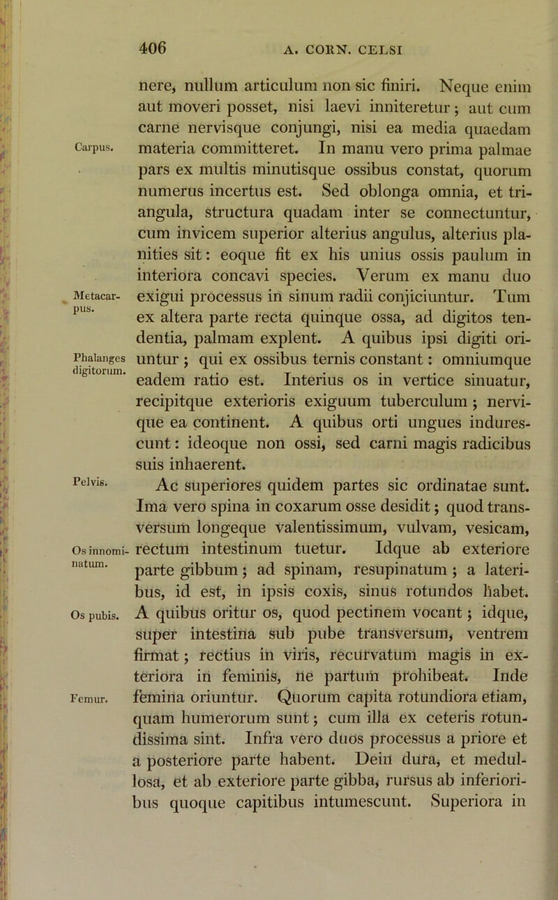 Carpus. Metacar- pus. Phalanges digitorum. Pelvis. Os innomi- natum. Os pubis. Femur. nere, nullum articulum non sic finiri. Neque enim aut moveri posset, nisi laevi inniteretur; aut cum carne nervisque conjungi, nisi ea media quaedam materia committeret. In manu vero prima palmae pars ex multis minutisque ossibus constat, quorum numerus incertus est. Sed oblonga omnia, et tri- angula, structura quadam inter se connectuntur, cum invicem superior alterius angulus, alterius pla- nities sit: eoque fit ex his unius ossis paulum in interiora concavi species. Verum ex manu duo exigui processus in sinum radii conjiciuntur. Tum ex altera parte recta quinque ossa, ad digitos ten- dentia, palmam explent. A quibus ipsi digiti ori- untur ; qui ex ossibus ternis constant: omnium que eadem ratio est. Interius os in vertice sinuatur, recipitque exterioris exiguum tuberculum ; nervi- que ea continent. A quibus orti ungues indures- cunt : ideoque non ossi, sed carni magis radicibus suis inhaerent. Ac superiores quidem partes sic ordinatae sunt. Ima vero spina in coxarum osse desidit; quod trans- versum longeque valentissimum, vulvam, vesicam, rectum intestinum tuetur. Idque ab exteriore parte gibbum; ad spinam, resupinatum ; a lateri- bus, id est, in ipsis coxis, sinus rotundos habet. A quibus oritur os, quod pectinem vocant; idque, super intestina sub pube transversum, ventrem firmat; rectius in viris, recurvatum magis in ex- teriora in feminis, ne partum prohibeat. Inde femina oriuntur. Quorum capita rotundiora etiam, quam humerorum sunt; cum illa ex ceteris rotun- dissima sint. Infra vero duos processus a priore et a posteriore parte habent. Deiu dura, et medul- losa, et ab exteriore parte gibba* rursus ab inferiori- bus quoque capitibus intumescunt. Superiora in