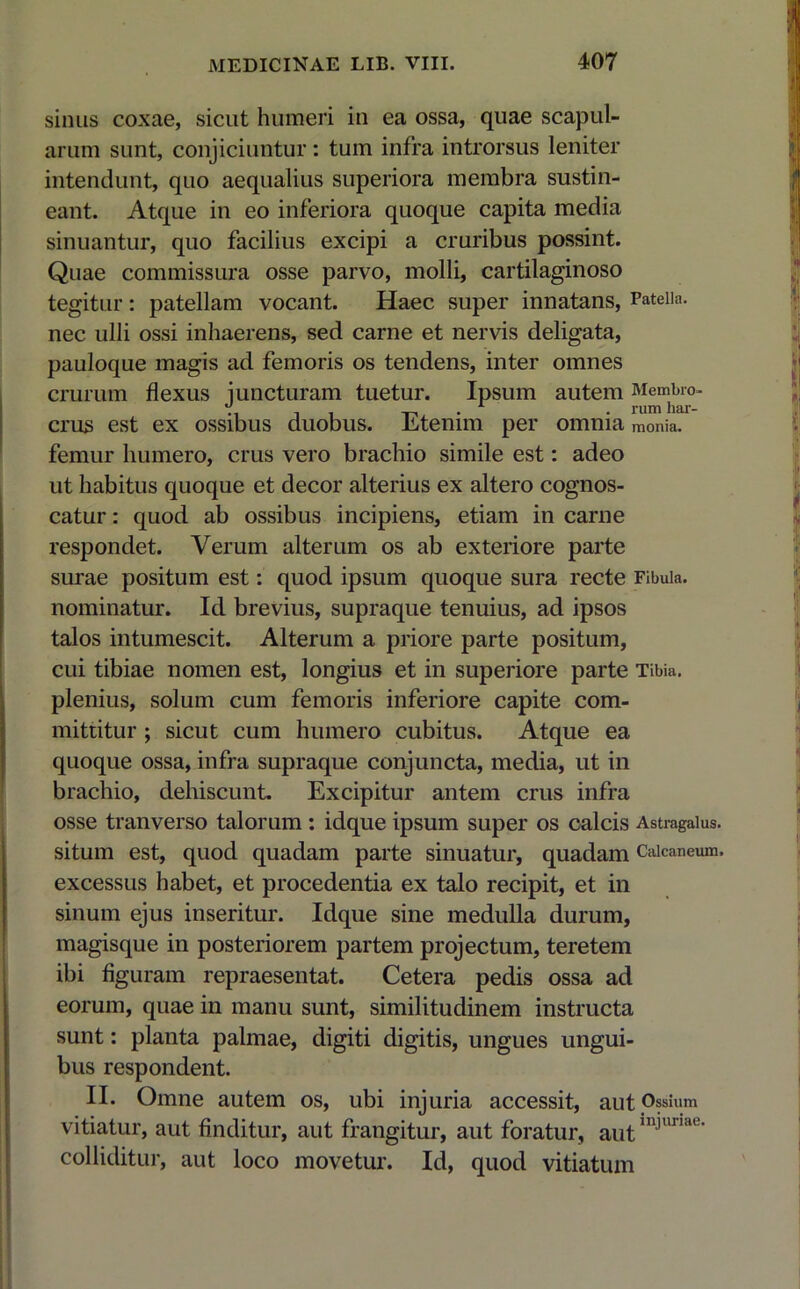 sinus coxae, sicut humeri in ea ossa, quae scapul- arum sunt, conjiciuntur: tum infra introrsus leniter intendunt, quo aequalius superiora membra sustin- eant. Atque in eo inferiora quoque capita media sinuantur, quo facilius excipi a cruribus possint. Quae commissura osse parvo, molli, cartilaginoso tegitur: patellam vocant. Haec super innatans, Patella, nec ulli ossi inhaerens, sed carne et nervis deligata, pauloque magis ad femoris os tendens, inter omnes crurum flexus juncturam tuetur. Ipsum autem Membro- crus est ex ossibus duobus. Etenim per omnia m0nia. femur humero, crus vero brachio simile est: adeo ut habitus quoque et decor alterius ex altero cognos- catur : quod ab ossibus incipiens, etiam in carne respondet. Verum alterum os ab exteriore parte surae positum est: quod ipsum quoque sura recte Fibula, nominatur. Id brevius, supraque tenuius, ad ipsos talos intumescit. Alterum a priore parte positum, cui tibiae nomen est, longius et in superiore parte Tibia, plenius, solum cum femoris inferiore capite com- mittitur ; sicut cum humero cubitus. Atque ea quoque ossa, infra supraque conjuncta, media, ut in brachio, dehiscunt. Excipitur antem crus infra osse tranverso talorum : idque ipsum super os calcis Astragalus, situm est, quod quadam parte sinuatur, quadam Calcaneum, excessus habet, et procedentia ex talo recipit, et in sinum ejus inseritur. Idque sine medulla durum, magisque in posteriorem partem projectum, teretem ibi figuram repraesentat. Cetera pedis ossa ad eorum, quae in manu sunt, similitudinem instructa Isunt: planta palmae, digiti digitis, ungues ungui- bus respondent. II. Omne autem os, ubi injuria accessit, aut Ossium vitiatur, aut finditur, aut frangitur, aut foratur, aut in^una0’ colliditur, aut loco movetur. Id, quod vitiatum