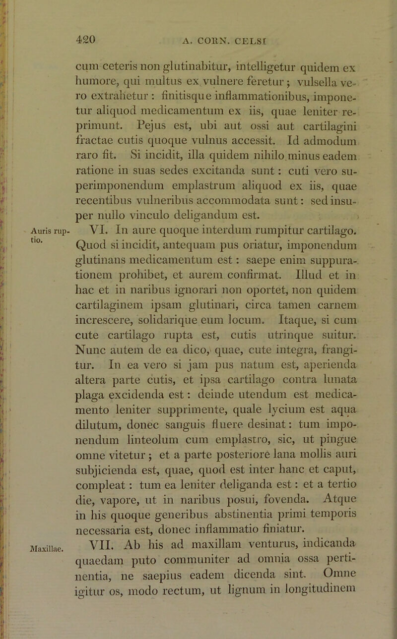Auris rup- tio. Maxillae. cum ceteris non glutinabitur, intelligetur quidem ex humore, qui multus ex vulnere feretur ; vulsella ve- ro extrahetur: linitis que inflammationibus, impone- tur aliquod medicamentum ex iis, quae leniter re- primunt. Pejus est, ubi aut ossi aut cartilagini fractae cutis quoque vulnus accessit. Id admodum raro fit. Si incidit, illa quidem nihilo minus eadem ratione in suas sedes excitanda sunt: cuti vero su- perimponendum emplastrum aliquod ex iis, quae recentibus vulneribus accommodata sunt: sed insu- per nullo vinculo deligandum est. VI. In aure quoque interdum rumpitur cartilago. Quod si incidit, antequam pus oriatur, imponendum glutinans medicamentum est: saepe enim suppura- tionem prohibet, et aurem confirmat. Illud et in hac et in naribus ignorari non oportet, non quidem cartilaginem ipsam glutinari, circa tamen carnem increscere, solidari que eum locum. Itaque, si cum cute cartilago rupta est, cutis utrinque suitur. Nunc autem de ea dico, quae, cute integra, frangi- tur. In ea vero si jam pus natum est, aperienda altera parte cutis, et ipsa cartilago contra lunata plaga excidenda est: deinde utendum est medica- mento leniter supprimente, quale lycium est aqua dilutum, donec sanguis fluere desinat: tum impo- nendum linteolum cum emplastro, sic, ut pingue omne vitetur ; et a parte posteriore lana mollis auri subjicienda est, quae, quod est inter hanc et caput, compleat: tum ea leniter deliganda est: et a tertio die, vapore, ut in naribus posui, fovenda. Atque in his quoque generibus abstinentia primi temporis necessaria est, donec inflammatio finiatur. VII. Ab his ad maxillam venturus, indicanda quaedam puto communiter ad omnia ossa perti- nentia, ne saepius eadem dicenda sint. Omne igitur os, modo rectum, ut lignum in longitudinem