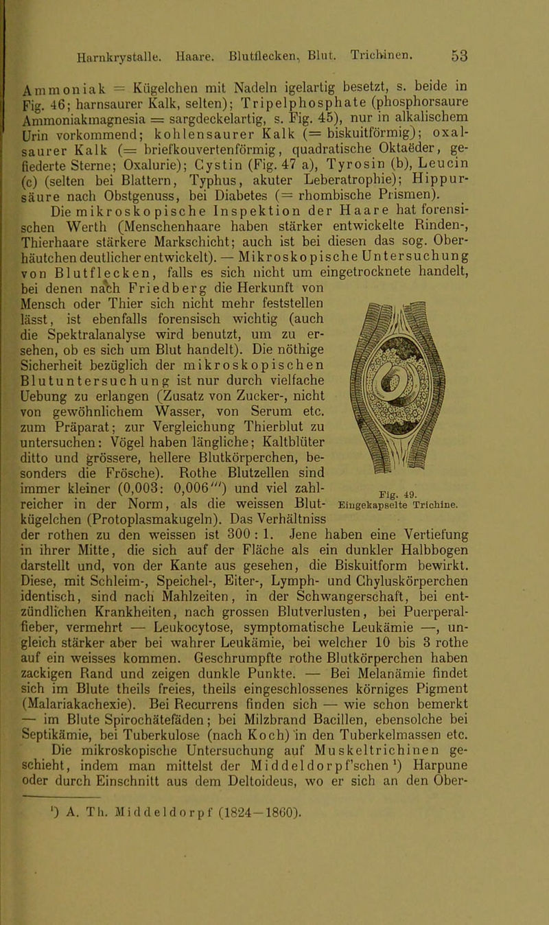 Ammoniak = Kiigelchen mit Nadeln igelartig besetzt, s. beide in pg. 46; harnsaurer Kalk, selten); Tripelphosphate (phosphorsaure Ammoniakmagnesia = sargdeckelartig, s. Fig. 45), nur in alkalischem Urin vorkommend; kohlensaurer Kalk (= biskuitförmig); oxal- iaurer Kalk (= briefkouvertenförmig, quadratische Oktaeder, ge- fiederte Sterne; Oxalurie); Cystin (Fig. 47 a), Tyrosin (b), Leucin (c) (selten bei Blattern, Typhus, akuter Leberatrophie); Hippur- säure nach Obstgenuss, bei Diabetes (= rhombische Prismen). Die mikroskopische Inspektion der Haare hat forensi- schen Werth (Menschenhaare haben stärker entwickelte Rinden-, Thierhaare stärkere Markschicht; auch ist bei diesen das sog. Ober- häutchen deutlicher entwickelt). — Mikroskopische Untersuchung von Blutflecken, falls es sich nicht um eingetrocknete handelt, bei denen nach Friedberg die Herkunft von Mensch oder Thier sich nicht mehr feststellen lässt, ist ebenfalls forensisch wichtig (auch die Spektralanalyse wird benutzt, um zu er- sehen, ob es sich um Blut handelt). Die nöthige Sicherheit bezüglich der mikroskopischen Blutuntersuchung ist nur durch vielfache Uebung zu erlangen (Zusatz von Zucker-, nicht von gewöhnlichem Wasser, von Serum etc. zum Präparat; zur Vergleichung Thierblut zu untersuchen: Vögel haben längliche; Kaltblüter ditto und grössere, hellere Blutkörperchen, be- sonders die Frösche). Rothe Blutzellen sind immer kleiner (0,003: 0,006') und viel zahl- reicher in der Norm, als die weissen Blut- Eingekapselte Trichine, kügelchen (Protoplasmakugeln). Das Verhältniss der rothen zu den weissen ist 300: 1. Jene haben eine Vertiefung in ihrer Mitte, die sich auf der Fläche als ein dunkler Halbbogen darstellt und, von der Kante aus gesehen, die Biskuitform bewirkt. Diese, mit Schleim-, Speichel-, Eiter-, Lymph- und Chyluskörperchen identisch, sind nach Mahlzeiten, in der Schwangerschaft, bei ent- zündlichen Krankheiten, nach grossen Blutverlusten, bei Puerperal- fieber, vermehrt — Leukocytose, symptomatische Leukämie —, un- gleich stärker aber bei wahrer Leukämie, bei welcher 10 bis 3 rothe auf ein weisses kommen. Geschrumpfte rothe Blutkörperchen haben zackigen Rand und zeigen dunkle Punkte. — Bei Melanämie findet sich im Blute theils freies, theils eingeschlossenes körniges Pigment (Malariakachexie). Bei Recurrens finden sich — wie schon bemerkt — im Blute Spirochätefäden; bei Milzbrand Bacillen, ebensolche bei Septikämie, bei Tuberkulose (nach Koch) in den Tuberkelmassen etc. Die mikroskopische Untersuchung auf Muskeltrichinen ge- schieht, indem man mittelst der Middeldorpf'schen') Harpune oder durch Einschnitt aus dem Deltoideus, wo er sich an den Ober- ') A. Th. Middeldorpf (1824-1860).