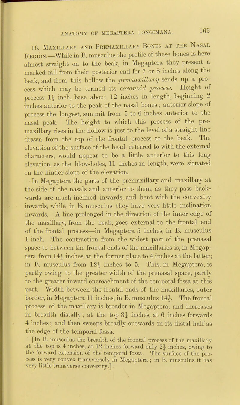 16. Maxillary and Premaxillary Bones at the Nasal Region.—While in B. musculus the profile of these bones is here almost straight on to the beak, in Megaptera they present a marked fall from their posterior end for 7 or 8 inches along the beak, and from this hollow the premaxillary sends up a pro- cess which may be termed its coronoid process. Height of process 1| inch, base about 12 inches in length, beginning 2 inches anterior to the peak of the nasal bones; anterior slope of process the longest, summit from 5 to 6 inches anterior to the nasal peak. The height to which this process of the pre- maxillary rises in the hollow is just to the level of a straight line drawn from the top of the frontal process to the beak. The elevation of the surface of the head, referred to with the external characters, would appear to be a little anterior to this long elevation, as the blow-holes, 11 inches in length, were situated on the hinder slope of the elevation. In Megaptera the parts of the premaxillary and maxillary at the side of the nasals and anterior to them, as they pass back- wards are much inclined inwards, and bent with the convexity inwards, while in B. musculus they have very little inclination inwards. A line prolonged in the direction of the inner edge of the maxillary, from the beak, goes external to the frontal end of the frontal process—in Megaptera 5 inches, in B. musculus 1 inch. The contraction from the widest part of the prenasal space to between the frontal ends of the maxillaries is, in Megap- tera from 14J inches at the former place to 4 inches at the latter; in B. musculus from 12| inches to 5. This, in Megaptera, is partly owing to the greater width of the prenasal space, partly to the greater inward encroachment of the temporal fossa at this part. Width between the frontal ends of the maxillaries, outer border, in Megaptera 11 inches, in B. musculus 14J. The frontal process of the maxillary is broader in Megaptera, and increases in breadth distally; at the top 3;^ inches, at 6 inches forwards 4 inches ; and then sweeps broadly outwards in its distal half as the edge of the temporal fossa. [In B. musculus the breadth of the frontal process of the maxillary at the top is 4 inches, at 12 inches forward only 2i inches, owing to the forward extension of the temporal fossa. The surface of the pro- cess is very convex transversely in Megaptera; in B. musculus it has very little transverse convexity.]