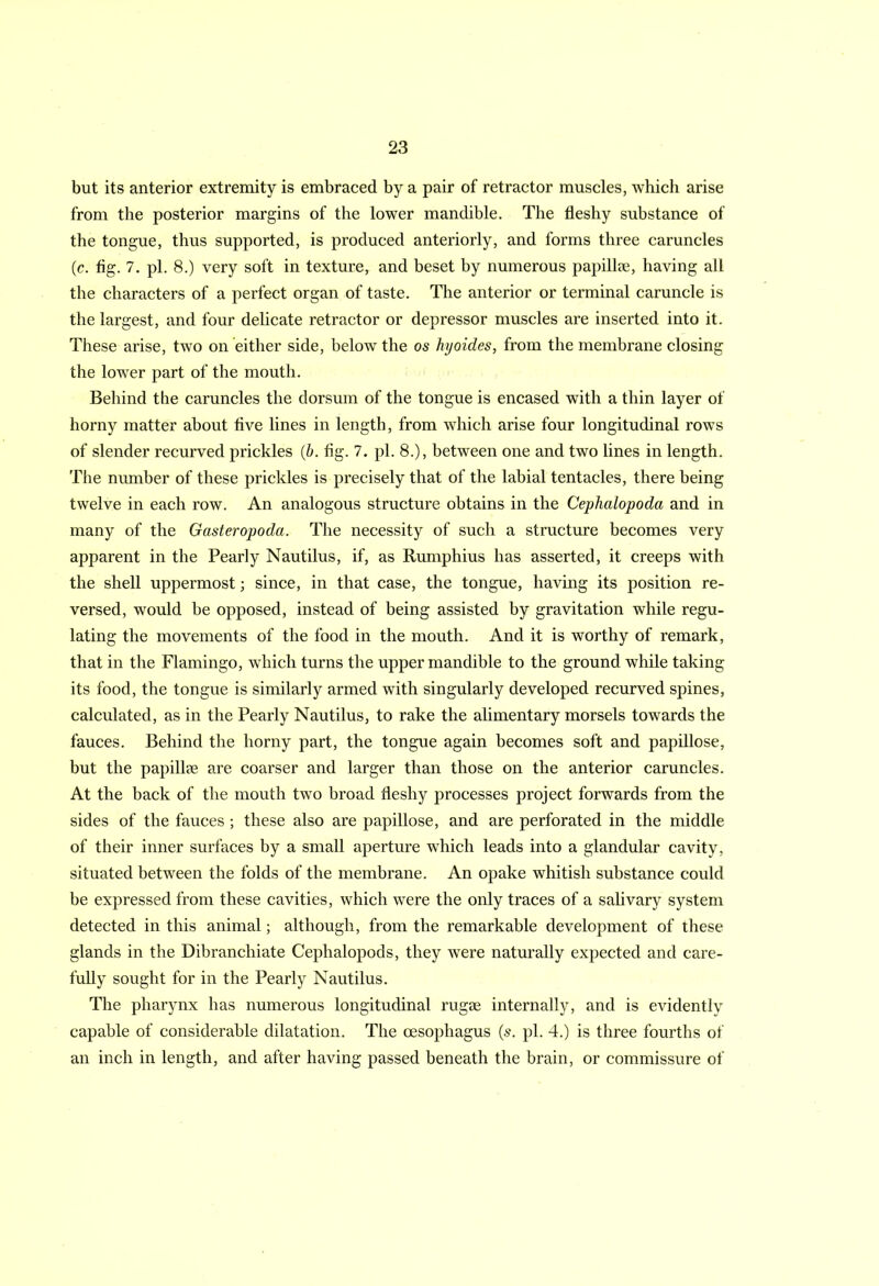 but its anterior extremity is embraced by a pair of retractor muscles, which arise from the posterior margins of the lower mandible. The fleshy substance of the tongue, thus supported, is produced anteriorly, and forms three caruncles (c. fig. 7. pi. 8.) very soft in texture, and beset by numerous papillee, having all the characters of a perfect organ of taste. The anterior or terminal caruncle is the largest, and four delicate retractor or depressor muscles are inserted into it. These arise, two on either side, below the os hyoides, from the membrane closing the lower part of the mouth. Behind the caruncles the dorsum of the tongue is encased with a thin layer of horny matter about five lines in length, from which arise four longitudinal rows of slender recurved prickles (b. fig. 7. pi. 8.), between one and two lines in length. The number of these prickles is precisely that of the labial tentacles, there being twelve in each row. An analogous structure obtains in the Cephalopoda and in many of the Gasteropoda. The necessity of such a structure becomes very apparent in the Pearly Nautilus, if, as Rumphius has asserted, it creeps with the shell uppermost; since, in that case, the tongue, having its position re- versed, would be opposed, instead of being assisted by gravitation while regu- lating the movements of the food in the mouth. And it is worthy of remark, that in the Flamingo, which turns the upper mandible to the ground while taking its food, the tongue is similarly armed with singularly developed recurved spines, calculated, as in the Pearly Nautilus, to rake the alimentary morsels towards the fauces. Behind the horny part, the tongue again becomes soft and papillose, but the papillt© are coarser and larger than those on the anterior caruncles. At the back of the mouth two broad fleshy processes project forwards from the sides of the fauces ; these also are papillose, and are perforated in the middle of their inner surfaces by a small aperture which leads into a glandular cavity, situated between the folds of the membrane. An opake whitish substance could be expressed from these cavities, which were the only traces of a salivary system detected in this animal; although, from the remarkable development of these glands in the Dibranchiate Cephalopods, they were naturally expected and care- fully sought for in the Pearly Nautilus. The pharynx has numerous longitudinal rugse internally, and is evidently capable of considerable dilatation. The oesophagus (s. pi. 4.) is three fourths of an inch in length, and after having passed beneath the brain, or commissure of