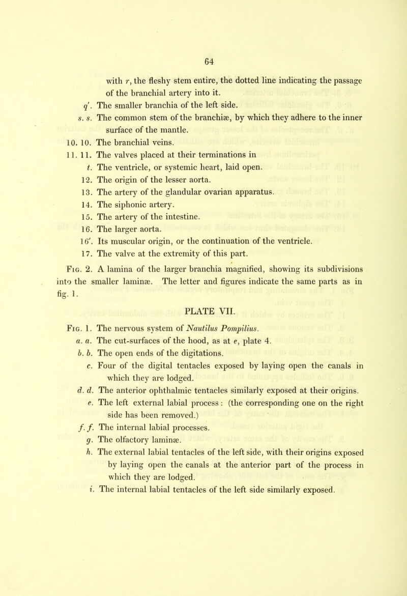 with r, the fleshy stem entire, the dotted line indicating the passage of the branchial artery into it. q . The smaller branchia of the left side. s. s. The common stem of the branchiae, by which they adhere to the inner surface of the mantle. 10. 10. The branchial veins. 11. 11. The valves placed at their terminations in t. The ventricle, or systemic heart, laid open. 12. The origin of the lesser aorta. 13. The artery of the glandular ovarian apparatus. 14. The siphonic artery. 15. The artery of the intestine. 16. The larger aorta. 16'. Its muscular origin, or the continuation of the ventricle. 17. The valve at the extremity of this part. Fig. 2. A lamina of the larger branchia magnified, showing its subdivisions into the smaller laminae. The letter and figures indicate the same parts as in fig. 1. PLATE VII. Fig. 1. The nervous system of Nautilus Pompilius. a. a. The cut-surfaces of the hood, as at e, plate 4. b. b. The open ends of the digitations. c. Four of the digital tentacles exposed by laying open the canals in which they are lodged. d. d. The anterior ophthalmic tentacles similarly exposed at their origins. e. The left external labial process : (the corresponding one on the right side has been removed.) /. /. The internal labial processes. g. The olfactory laminse. h. The external labial tentacles of the left side, with their origins exposed by laying open the canals at the anterior part of the process in which they are lodged. i. The internal labial tentacles of the left side similarly exposed.