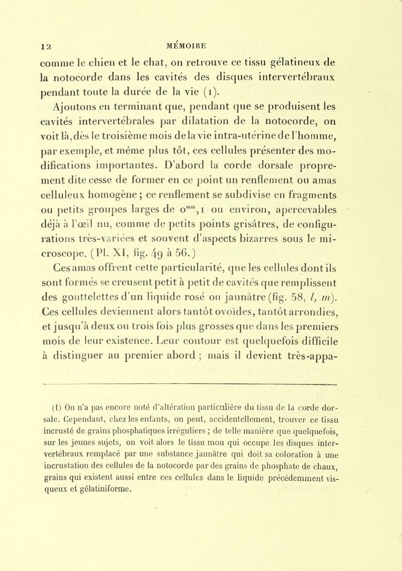comme le chien et le chat, on retrouve ce tissu gélatineux de la notocorde dans les cavités des disques intervertébraux pendant tonte la durée de la vie (i). Ajoutons en terminant que, pendant que se produisent les cavités intervertébrales par dilatation de la notocorde, on voit là,dès le troisième mois delà vie intra-utérine de l'homme, par exemple, et même plus tôt, ces cellules présenter des mo- difications importantes. D'abord la corde dorsale propre- ment dite cesse de former en ce point un renflement ou amas celluleux homogène ; ce renflement se subdivise en fragments ou petits groupes larges de o',i ou environ, apercevables déjà à l'œil nu, comme de petits points grisâtres, de configu- rations très-variées et souvent d'aspects bizarres sous le mi- croscope. (Pl. XI, fig. 49 à 56.) Ces amas offrent cette particularité, que les cellules dont ils sont formés se creusent petit à petit de cavités que remplissent des gouttelettes d'un liquide rosé ou jaunâtre (fig. 58, l, m). Ces cellules deviennent alors tantôt ovoïdes, tantôt arrondies, et jusqu'à deux ou trois fois plus grosses que dans les premiers mois de leur existence. Leur contour est quelquefois difficile à distinguer au premier abord ; mais il devient très-appa- (1) On n'a pas encore noté d'altération particulière du tissu de la corde dor- sale. Cependant, chez les enfants, on peut, accidentellement, trouver ce tissu incrusté de grains phosphatiques irréguliers ; de telle manière que quelquefois, sur les jeunes sujets, on voit alors le tissu mou qui occupe les disques inter- vertébraux remplacé par une substance jaunâtre qui doit sa coloration à une incrustation des cellules de la notocorde par des grains de phosphate de chaux, grains qui existent aussi entre ces cellules dans le liquide précédemment vis- queux et gélatiniforme.