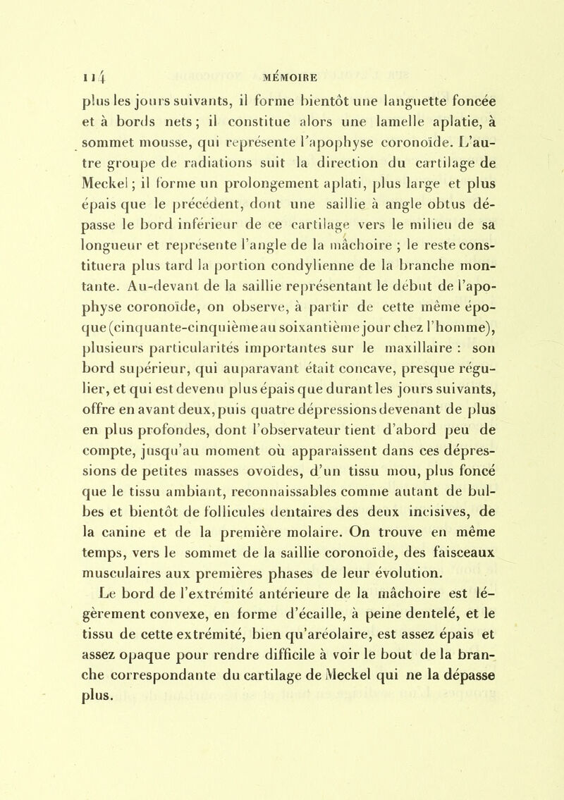 plus les jours suivants, il forme bientôt une languette foncée et à bords nets ; il constitue alors une lamelle aplatie, à sommet mousse, qui représente l'apophyse coronoîde. L'au- tre groupe de radiations suit la direction du cartilage de Meckel ; il forme un prolongement aplati, plus large et plus épais que le précédent, dont une saillie à angle obtus dé- passe le bord inférieur de ce cartilage vers le milieu de sa longueur et représente l'angle de la mâchoire ; le reste cons- tituera plus tard la portion condylienne de la branche mon- tante. Au-devant de la saillie représentant le début de l'apo- physe coronoîde, on observe, à partir de cette même épo- que (cinquante-cinquièmeau soixantième jour chez l'homme), plusieurs particularités importantes sur le maxillaire : son bord supérieur, qui auparavant était concave, presque régu- lier, et qui est devenu plus épais que durantles jours suivants, offre en avant deux, puis quatre dépressions devenant de plus en plus profondes, dont l'observateur tient d'abord peu de compte, jusqu'au moment oii apparaissent dans ces dépres- sions de petites masses ovoïdes, d'un tissu mou, plus foncé que le tissu ambiant, reconnaissables comme autant de bul- bes et bientôt de follicules dentaires des deux incisives, de la canine et de la première molaire. On trouve en même temps, vers le sommet de la saillie coronoîde, des faisceaux musculaires aux premières phases de leur évolution. Le bord de l'extrémité antérieure de la mâchoire est lé- gèrement convexe, en forme d'écaillé, à peine dentelé, et le tissu de cette extrémité, bien qu'aréolaire, est assez épais et assez opaque pour rendre difficile à voir le bout de la bran- che correspondante du cartilage de Meckel qui ne la dépasse plus.