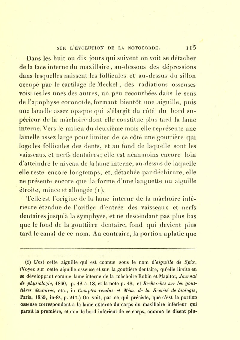Dans les huit ou dix jours qui suivent on voit se détacher de hi face interne du maxillaire, au-dessous des dépressions dans lesf|uelles naissent les follicules et au-dessus du si lon occupé par le cartilage de Meckel , des radiations osseuses voisines les unes des autres, un peu recourbées dans le sens de l'apophyse coronoïde, formant bientôt une aiguille, j)uis une lamelle assez opaque qui s'élargit du côté du bord su- périeur de la mâchoire dont elle constitue i)lus tard la lame interne. Vers le milieu du deuxième mois elle repiésente une lamelle assez large pour limiter de ce côté une gouttière qui loge les follicules des dents, et au fond de laquelle sont les vaisseaux et nerfs dentaires; elle est néanmoins encore loin d'atteindre le niveau de la lame interne, au-dessus de laquelle elle reste encore longtemps, et, détachée par déchirure, elle ne présente encore que la forme d'une languette ou aiguille étroite, mince et allongée (i). Telle est l'orii^ine de la lame interne de la mâchoire infé- rieure étendue de l'orifice d'entrée des vaisseaux et nerfs dentaires jusqu'à la symphyse, et ne descendant pas j)lus bas que le fond de la gouttière dentaire, fond qui devient plus tard le canal de ce nom. Au contraire, la portion aplatie que (1) C'est cette aiguille qui est connue sous le nom d'aiguille de Spix. (Voyez sur cette aiguille osseuse et sur la gouttière dentaire, qu'elle limite en se développant comme lame interne de la mâchoire Robin et Magilot, Journal de phj/siolor/ie, 1860, p. 12 à 18, et la note p. 18, et Recheahex sur les gout- tières dentaires, etc., in Comptes rendus et Mém. de la Société de biologie, Paris, 1859, in-8», p. 217.) On voit, par ce qui précède, que c'est la portion osseuse correspondant à la lame externe du corps du maxillaire intérieur qui paraît la première, et non le bord inférieur de ce corps, comme le disent plu-