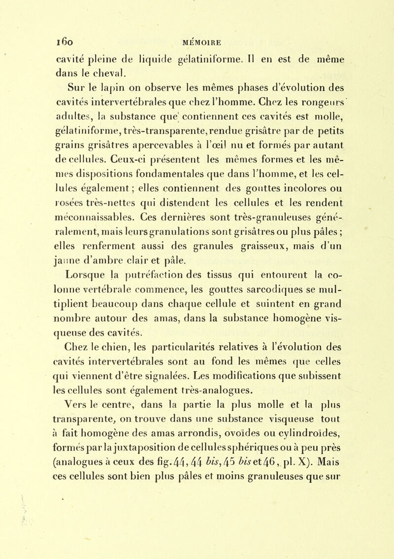 cavité pleine de liquide gélatiniforme. 11 en est de même dans le cheval. Sur le lapin on observe les mêmes phases d'évolution des cavités intervertébrales que chez l'homme. Chez les rongeurs adultes, la substance que' contiennent ces cavités est molle, gélatiniforme, très-transparente,rendue grisâtre par de petits grains grisâtres apercevables à l'œil nu et formés par autant de cellules. Ceux-ci présentent les mêmes formes et les mê- mes dispositions fondamentales que dans Thomme, et les cel- lules également; elles contiennent des gouttes incolores ou rosées très-nettes qui distendent les cellules et les rendent méconnaissables. Ces dernières sont très-granuleuses géné- ralement, mais leurs granulations sont grisâtres ou plus pâles ; elles renferment aussi des granules graisseux, mais d'un janne d'ambre clairet pâle. Lorsque la putréfaction des tissus qui entourent la co- lonne vertébrale commence, les gouttes sarcodiques se mul- tiplient beaucoup dans chaque cellule et suintent en grand nombre autour des amas, dans la substance homogène vis- queuse des cavités. Chez le chien, les particularités relatives à l'évolution des cavités intervertébrales sont au fond les mêmes que celles qui viennent d'être signalées. Les modifications que subissent les cellules sont également très-analogues. Vers le centre, dans la partie la plus molle et la plus transparente, on trouve dans une substance visqueuse tout à fait homogène des amas arrondis, ovoïdes ou cylindroides, formés par la juxtaposition de cellules sphériques ou à peu près (analogues à ceux des fig. 44^44 ^w, 45 ^?Vet46,, pl. X). Mais ces cellules sont bien plus pâles et moins granuleuses que sur