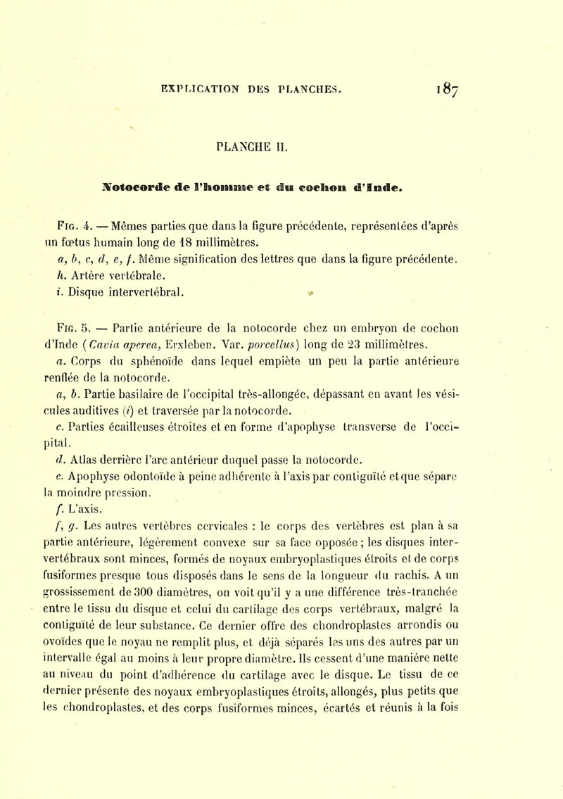 PLANCHE II. JVotoeorde de 9'lioinaese et «Su cocltoii «l'Inde. FiG. \. — Mêmes parties que dans la figure précédente, représentées d'après un fœtus humain long de 18 millimètres. a, h, c, d, e, f. Même signification des lettres que dans la figure précédente. h. Artère vertébrale. i. Disque intervertébral. « FiG. 5. — Partie antérieure de la notocorde chez un embryon de cochon d'Inde {Cavia apcrea, Erxlcben. Var. porcellus) long de 23 millimèires. a. Corps du sphénoïde dans lequel empiète un peu la partie antérieure renflée de la notocorde. a, b. Partie basilaire de l'occipital très-allongéc, dépassant en avant les vési- cules auditives (/) et traversée par la notocorde. c. Parties écailleuses étroites et en forme d'apophyse transverse de l'occi- pital. d. Allas derrière l'arc antérieur duquel passe la notocorde. e. Apophyse odontoïde à peine adhérente à l'axis par contiguïté etque sépare la moindre pression. f. L'axis. /■, g. Les autres vertèbres cervicales : le corps des vertèbres est plan à sa partie antérieure, légèrement convexe sur sa face opposée ; les disques inter- vertébraux sont minces, formés de noyaux embryoplastiques étroits et de corps fusiformes presque tous disposés dans le sens de la longueur du rachis. A un grossissement de 300 diamètres, on voit qu'il y aune différence très-tranchée entre le tissu du disque et celui du cartilage des corps vertébraux, malgré la contiguïté de leur substance. Ce dernier offre des chondroplastcs arrondis ou ovoïdes que le noyau ne remplit plus, et déjà séparés les uns des autres par un intervalle égal au moins à leur propre diamètre. Ils cessent d'une manière nette au niveau du point d'adhérence du cartilage avec le disque. Le tissu de ce dernier présente des noyaux embryoplastiques étroits, allongés, plus petits que les chondroplastcs, et des corps fusiformes minces, écartés et réunis à la fois